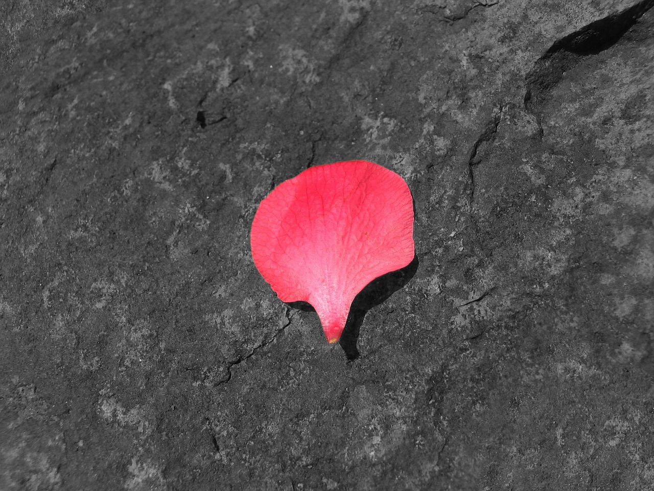 petal pink stone free photo