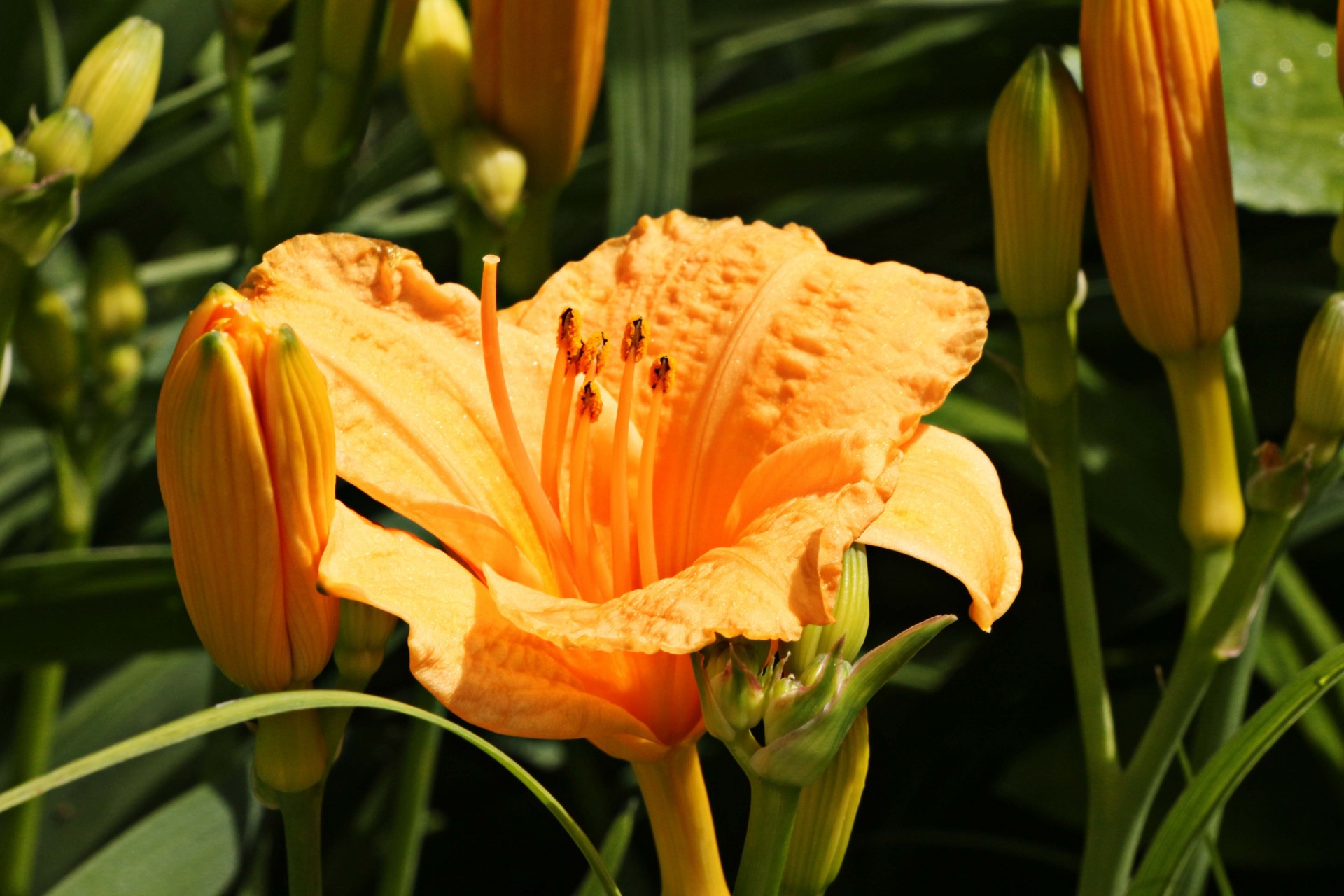 lily flower orange free photo