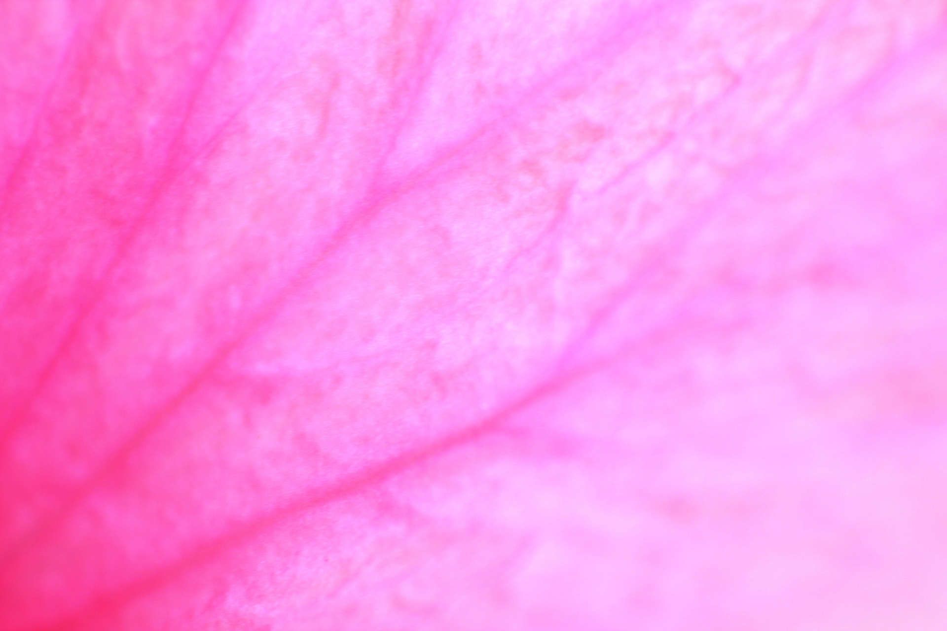 petal texture background petal texture free photo