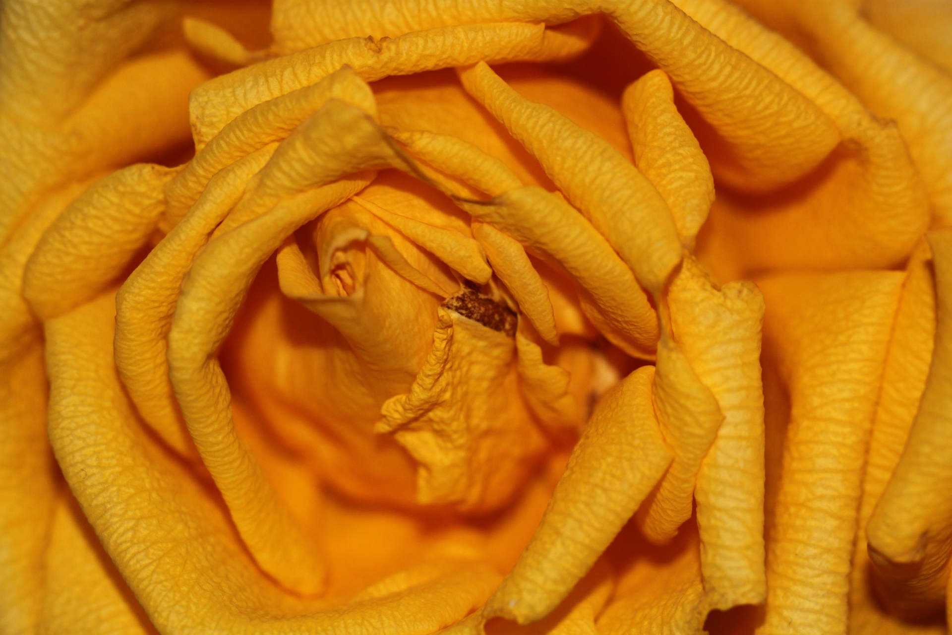 petal yellow macro free photo