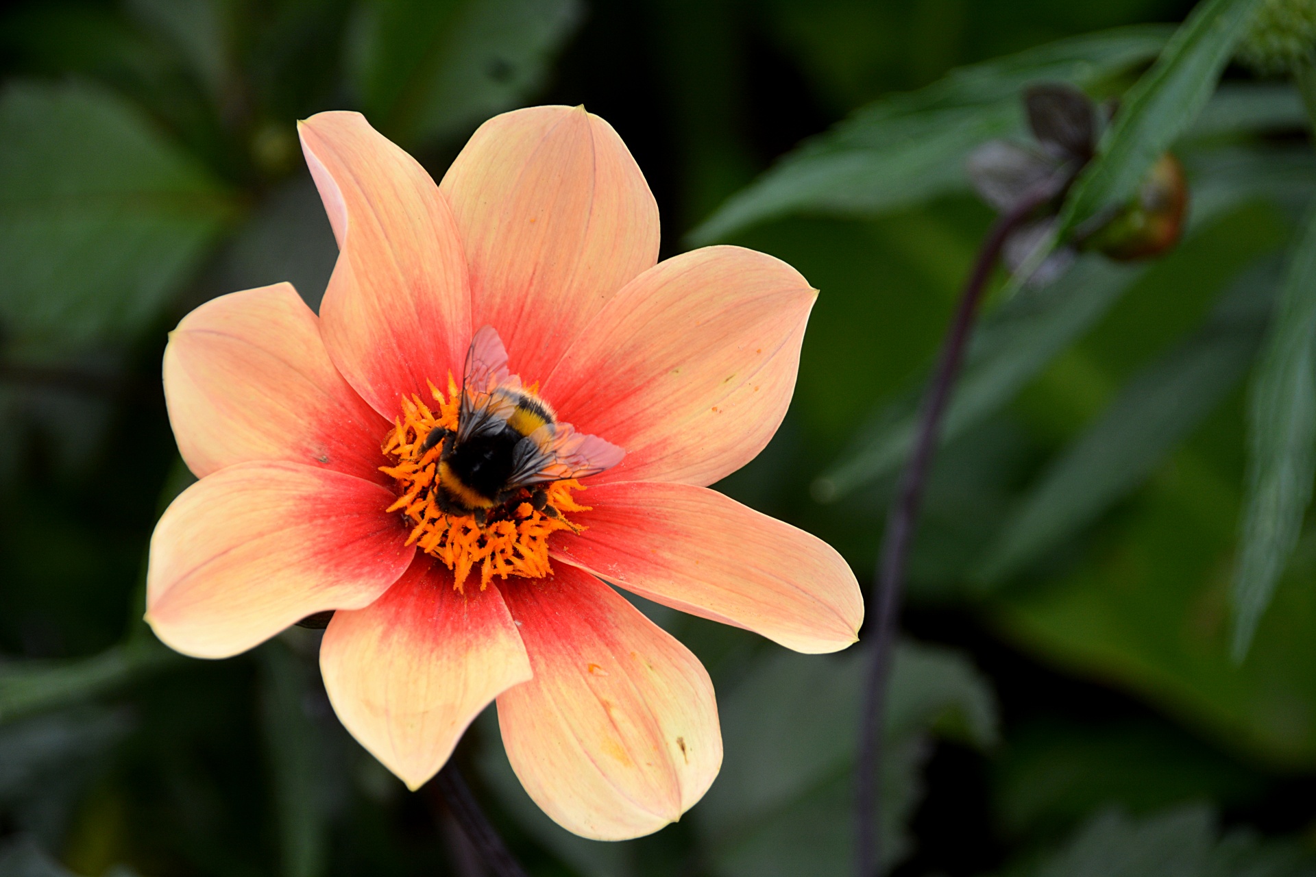 flower bumblebee insect free photo