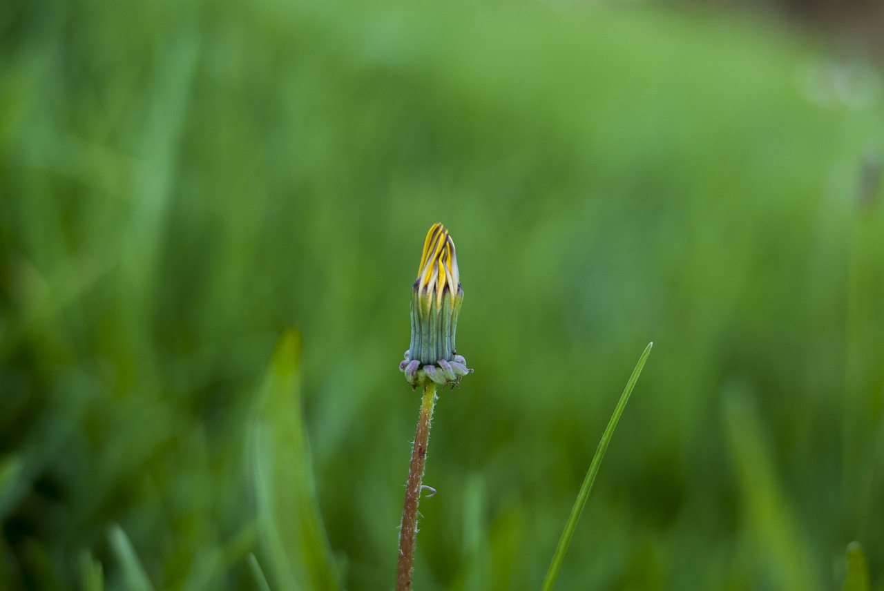 petalo dandelion lawn nature free photo