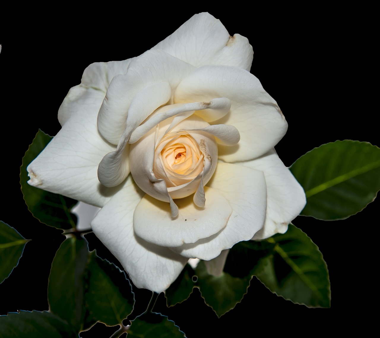 petals flower white flower free photo