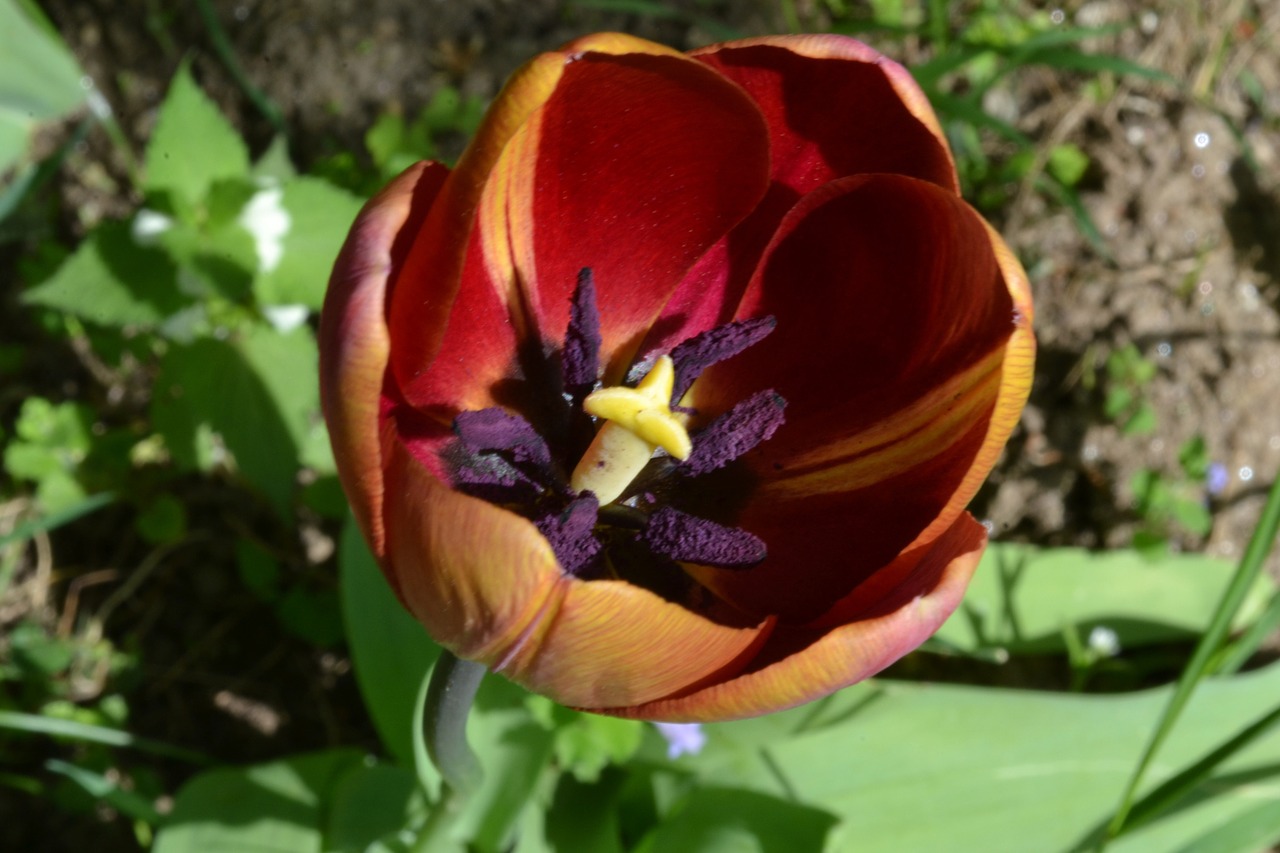 petals tulip flowers free photo