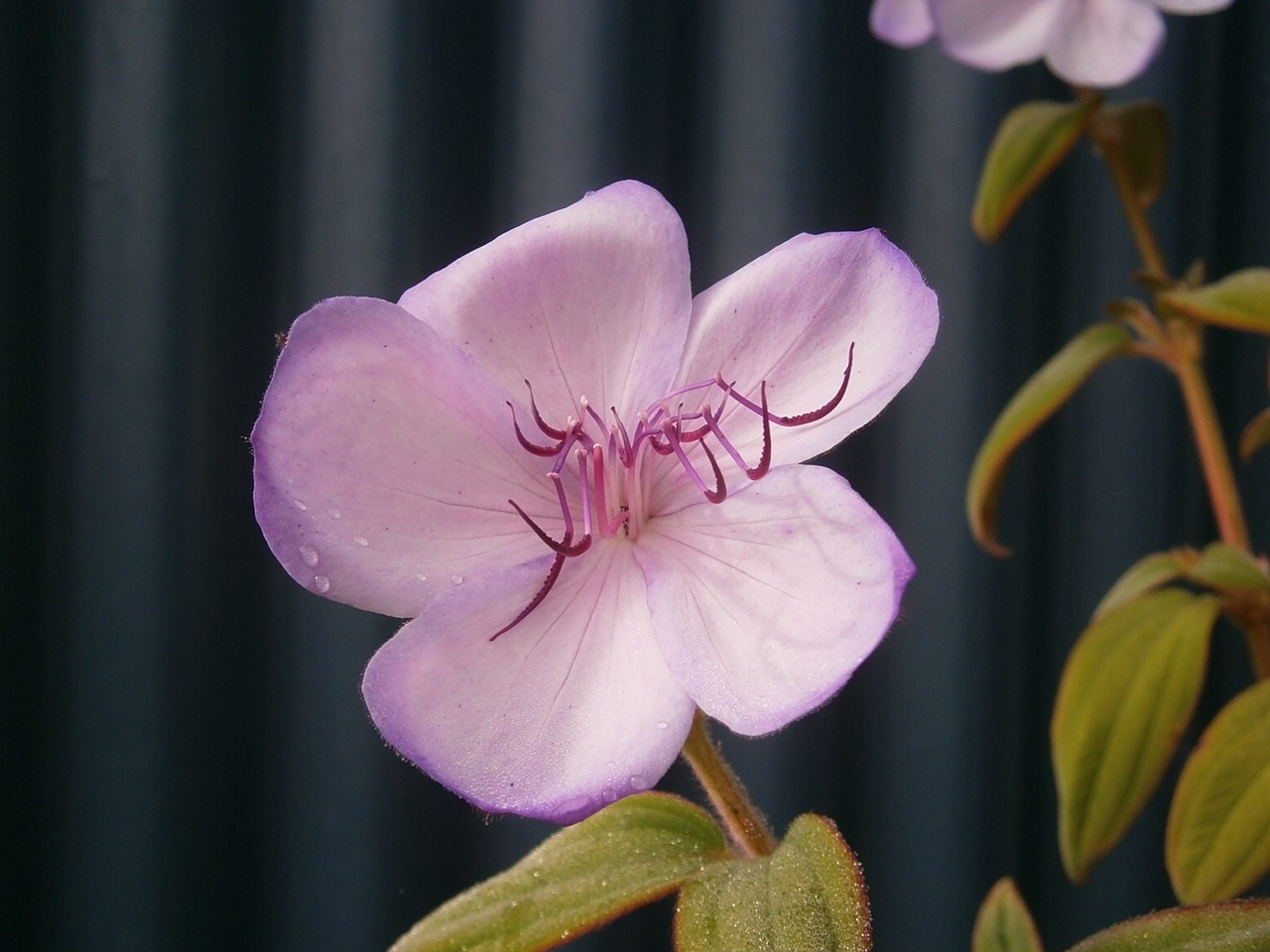 petals pink purple free photo