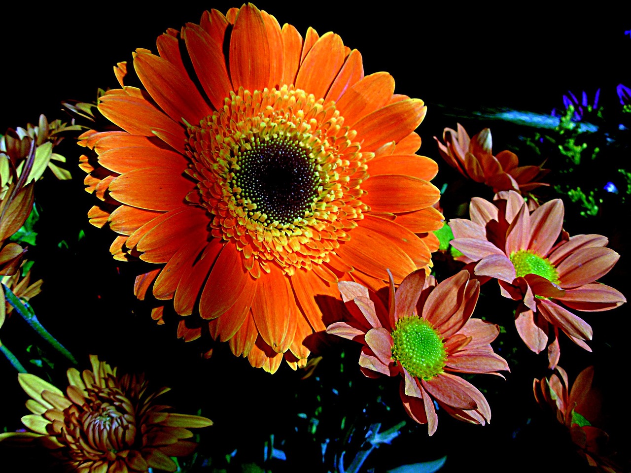 petals flower orange free photo