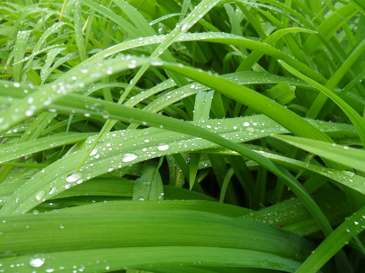 petals grass living nature free photo