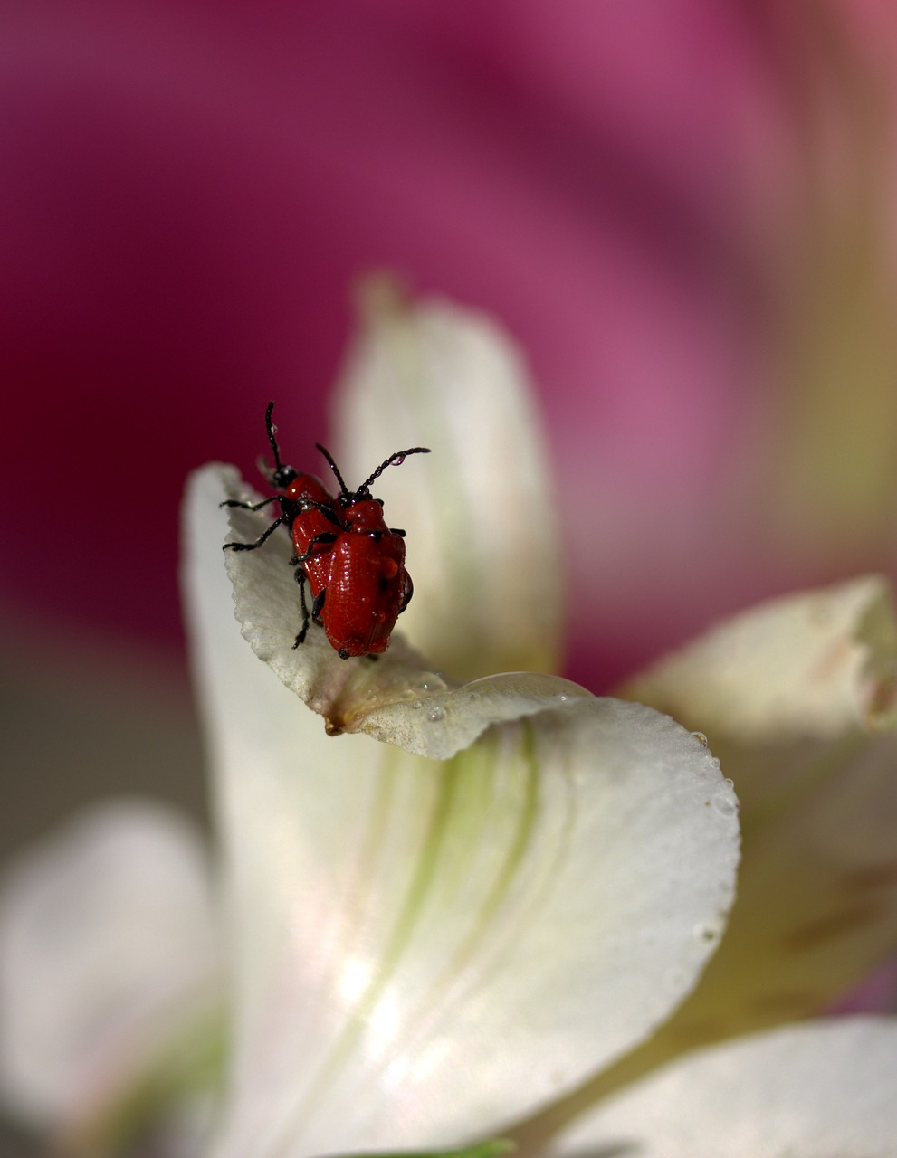 petals insecta flower free photo