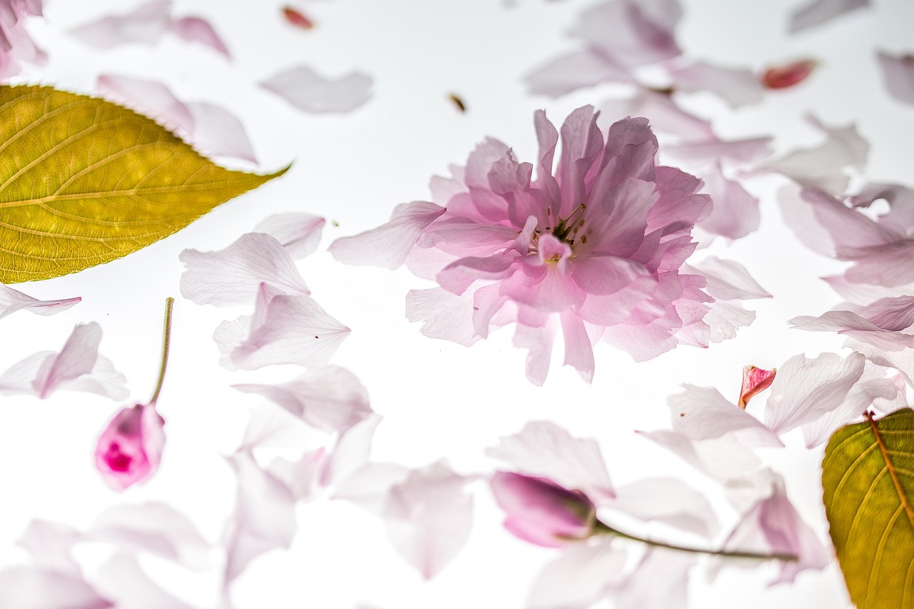 petals falling japanese cherry free photo