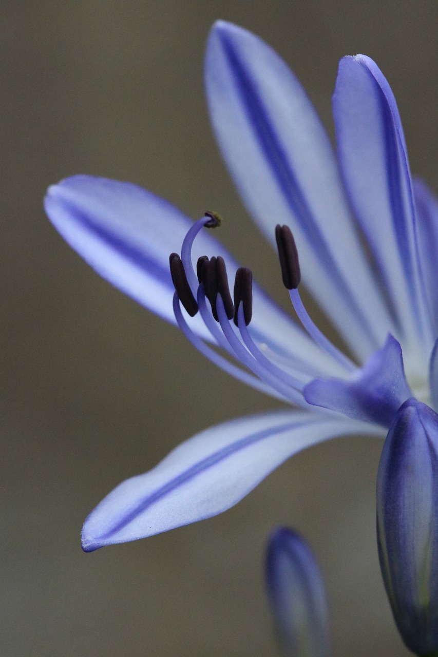 petals blue flower free photo