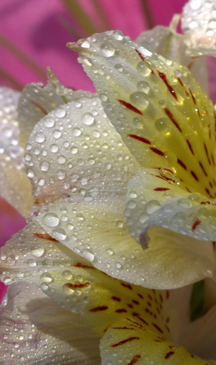 petals wet yellow free photo