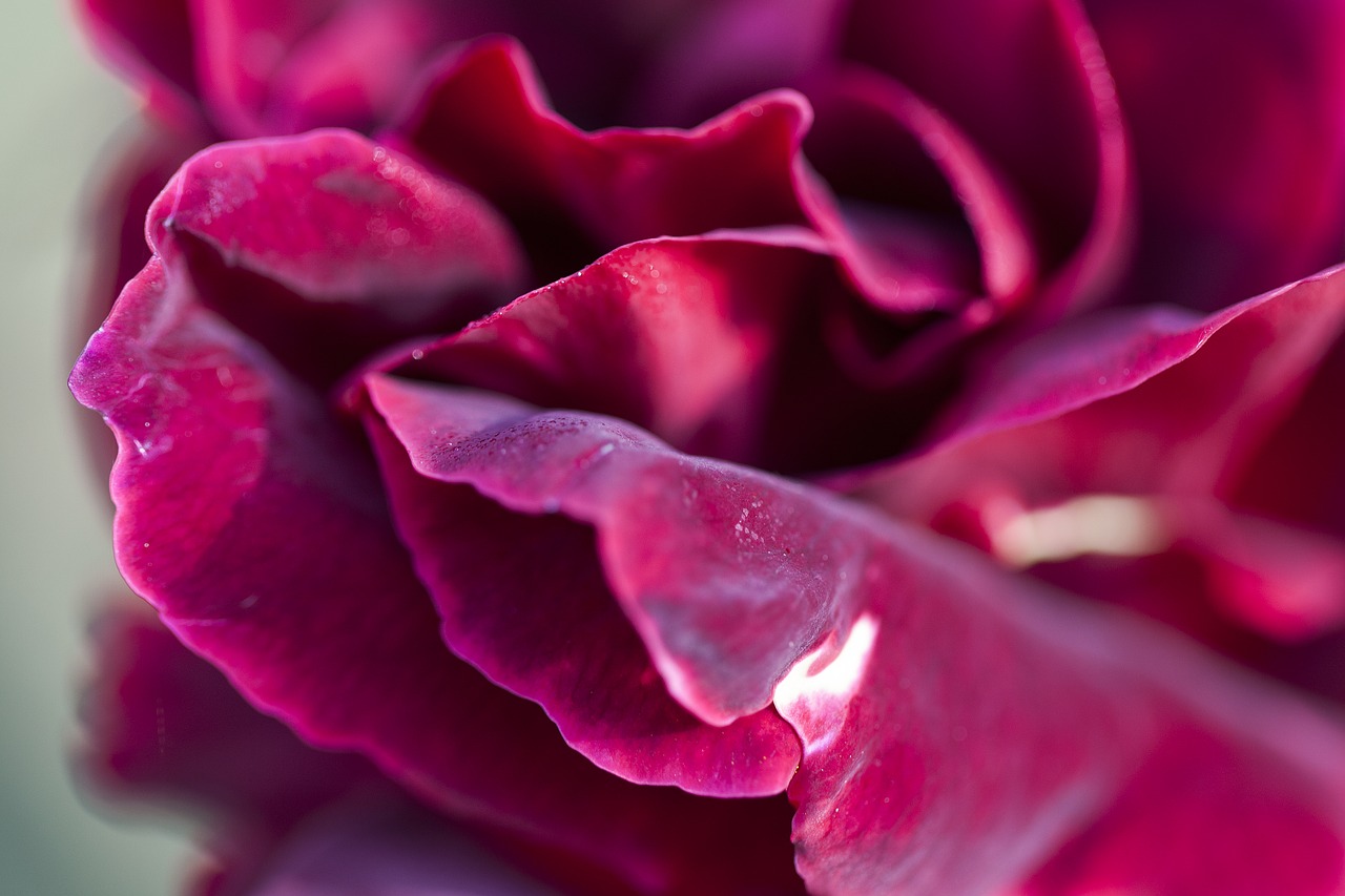 petals rose red free photo