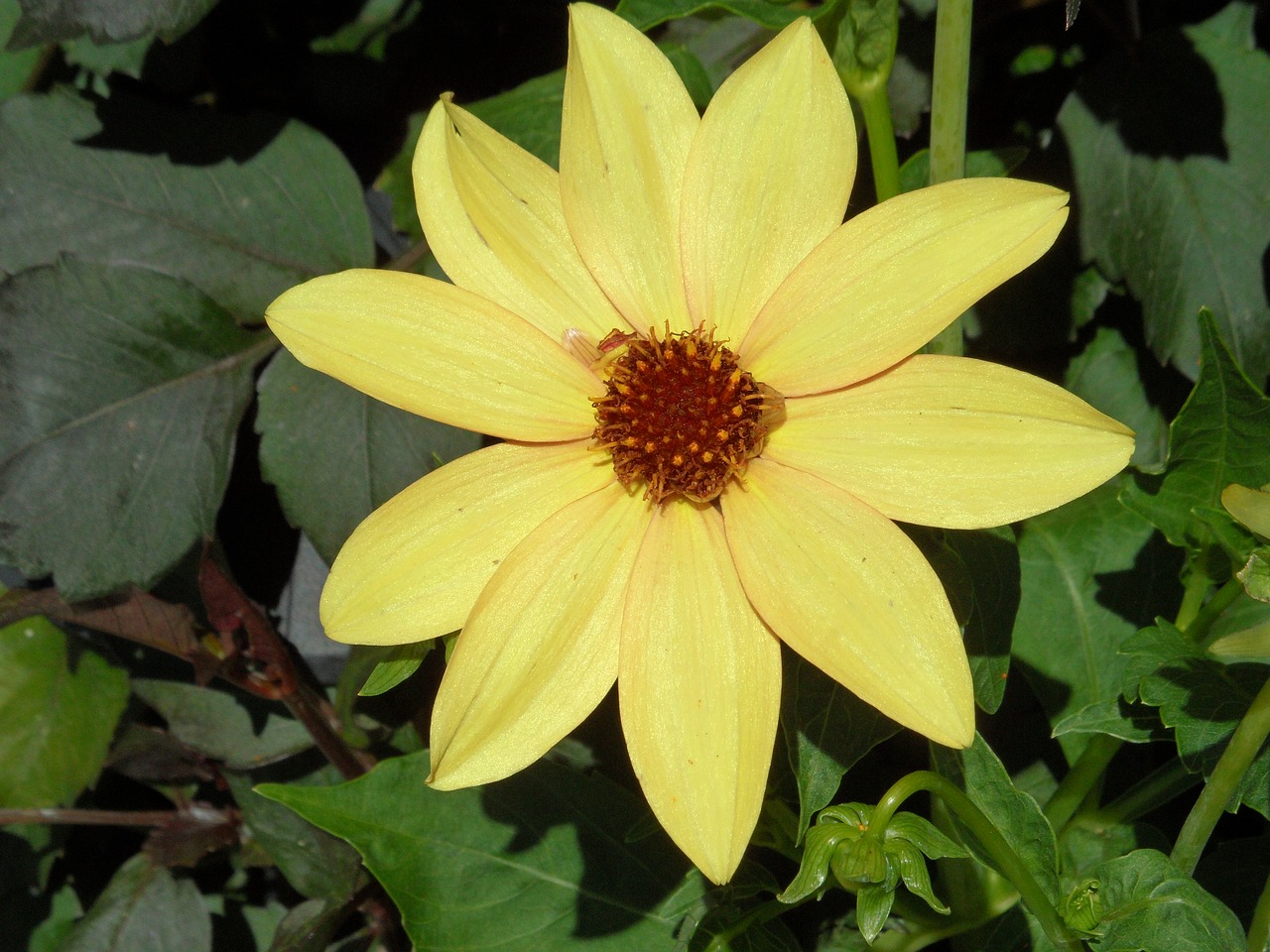 petals flower yellow free photo