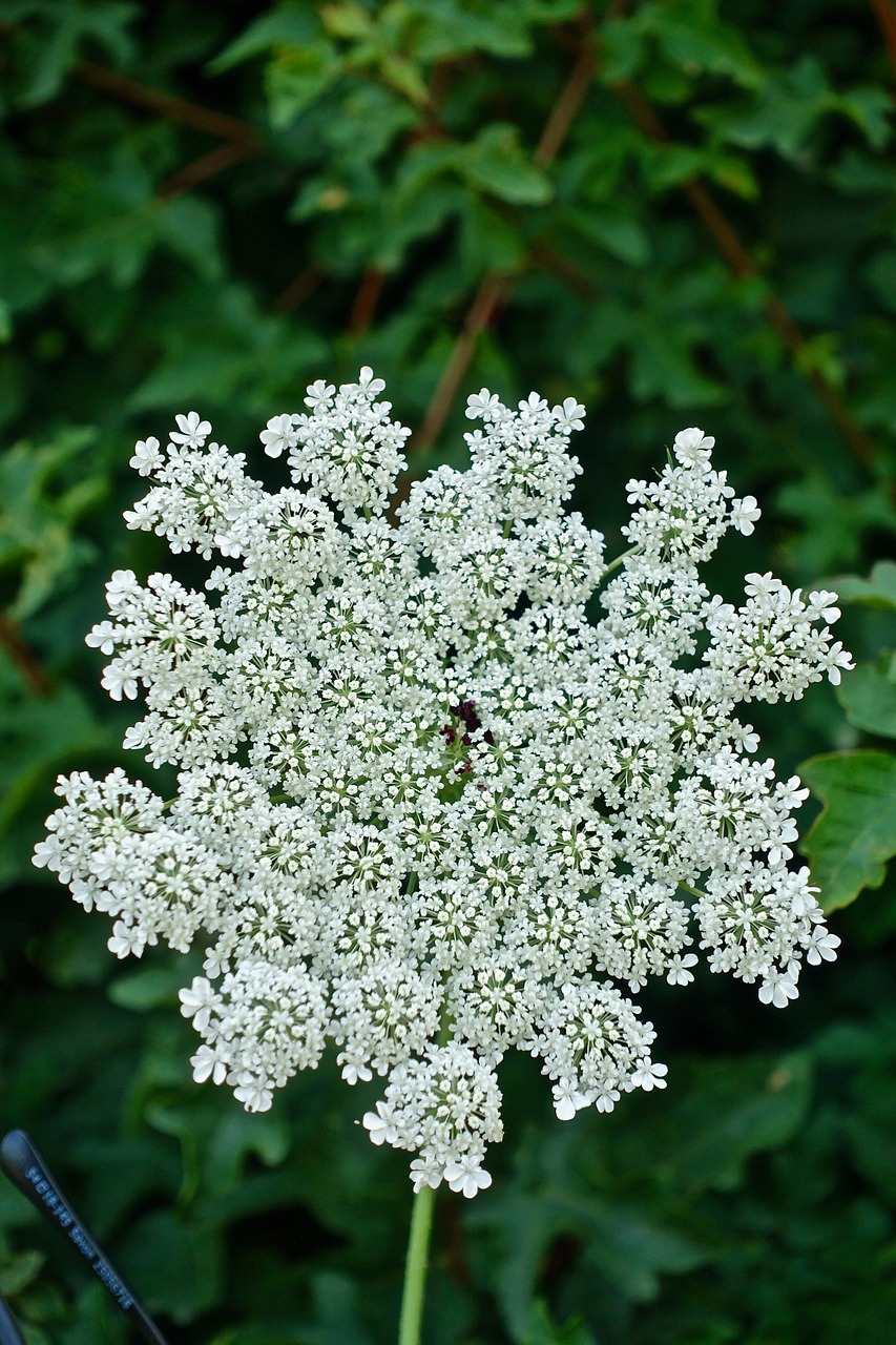 petals  white  flower free photo