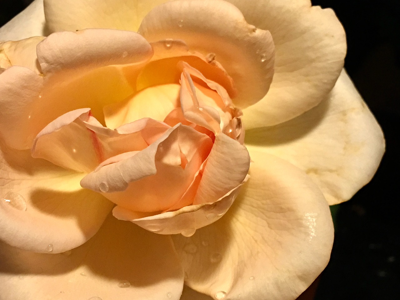 petals  yellow rose  rosa free photo
