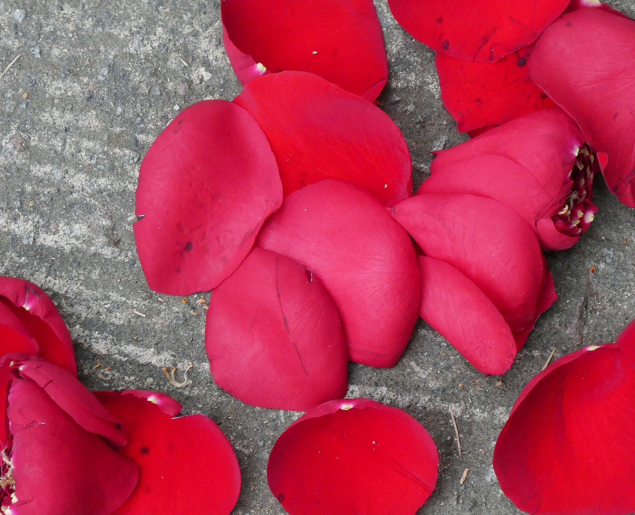 petals  red  flower free photo