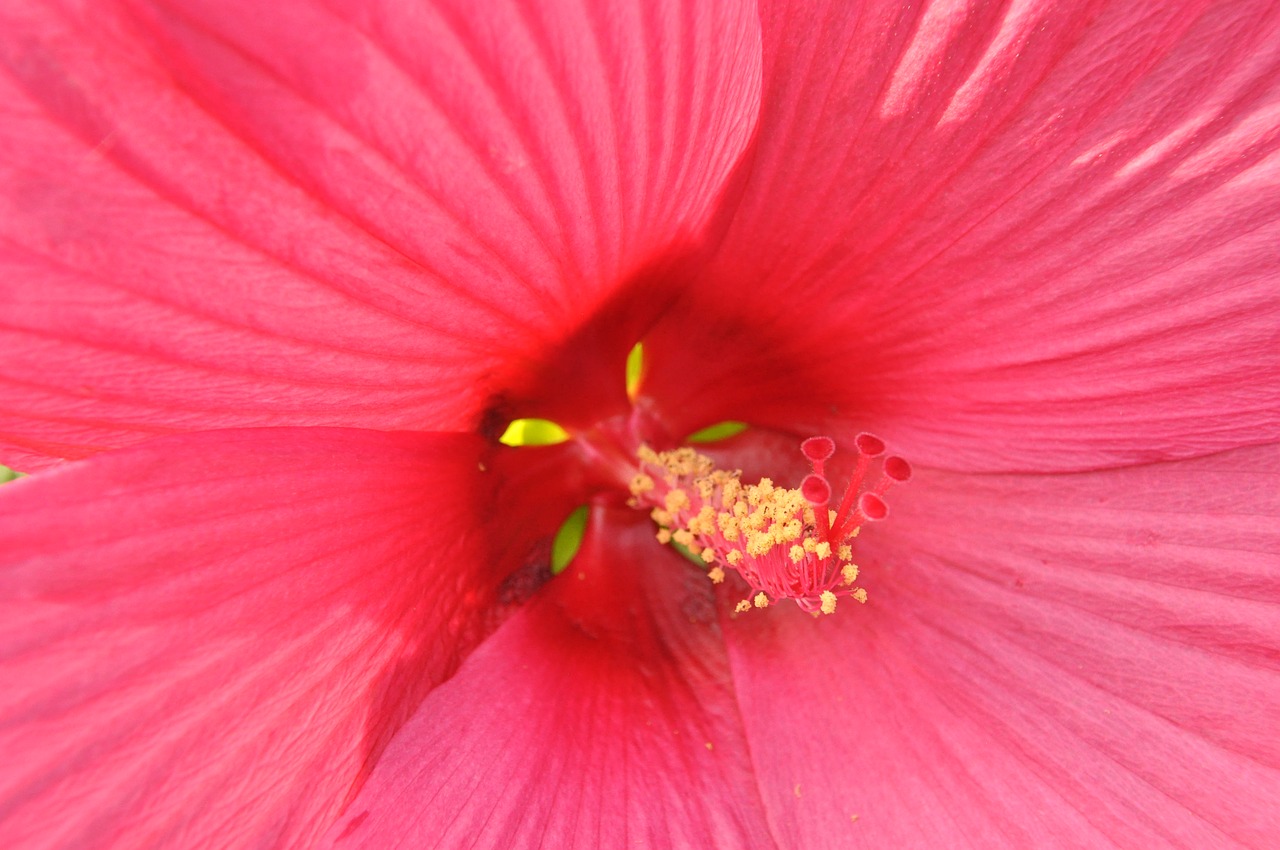 petals  flower  hibiscus free photo
