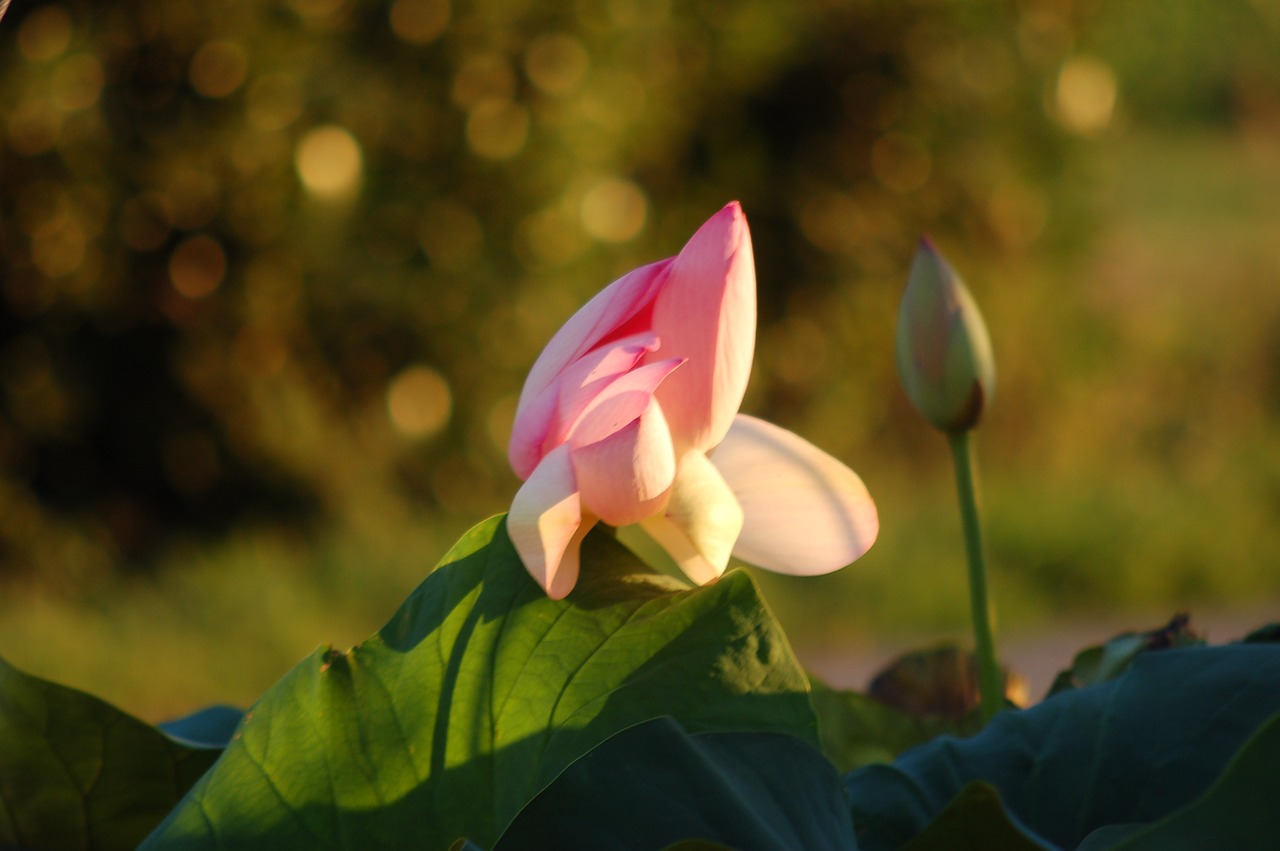 petals  lotus flower  nature free photo