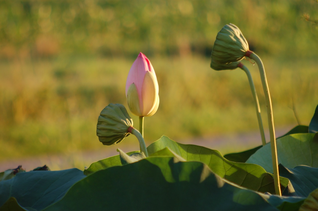 petals  lotus flower  nature free photo