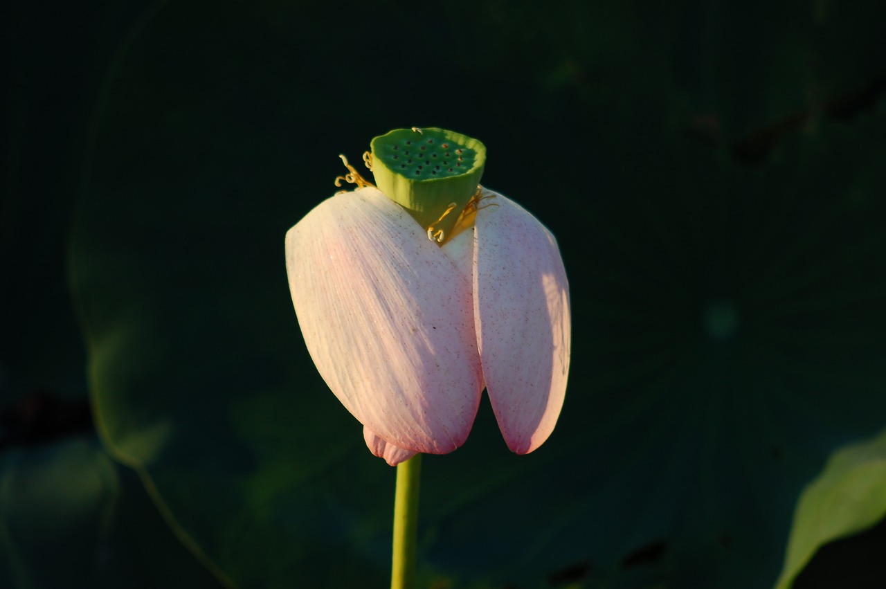 petals  lotus flower  nature free photo