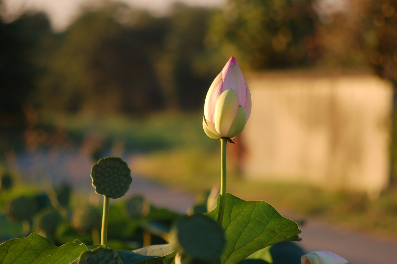 petals  lotus flower  nature free photo