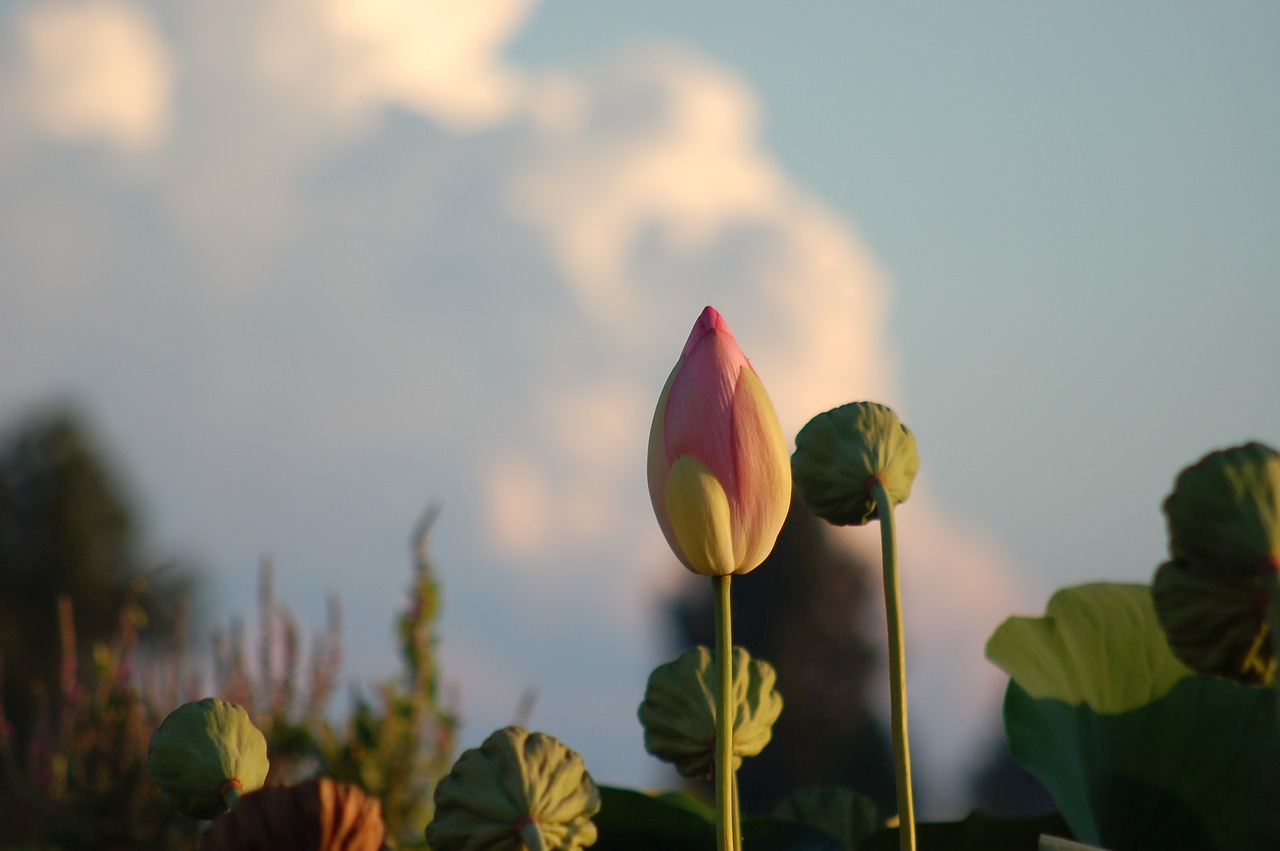 petals  lotus flower  nature free photo