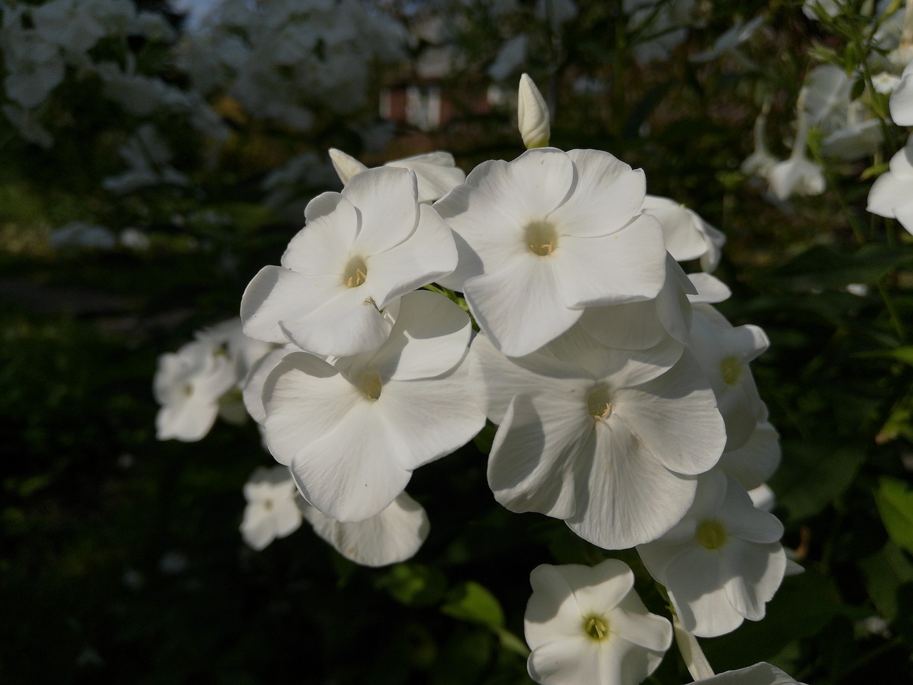 petals  white flower  summer free photo