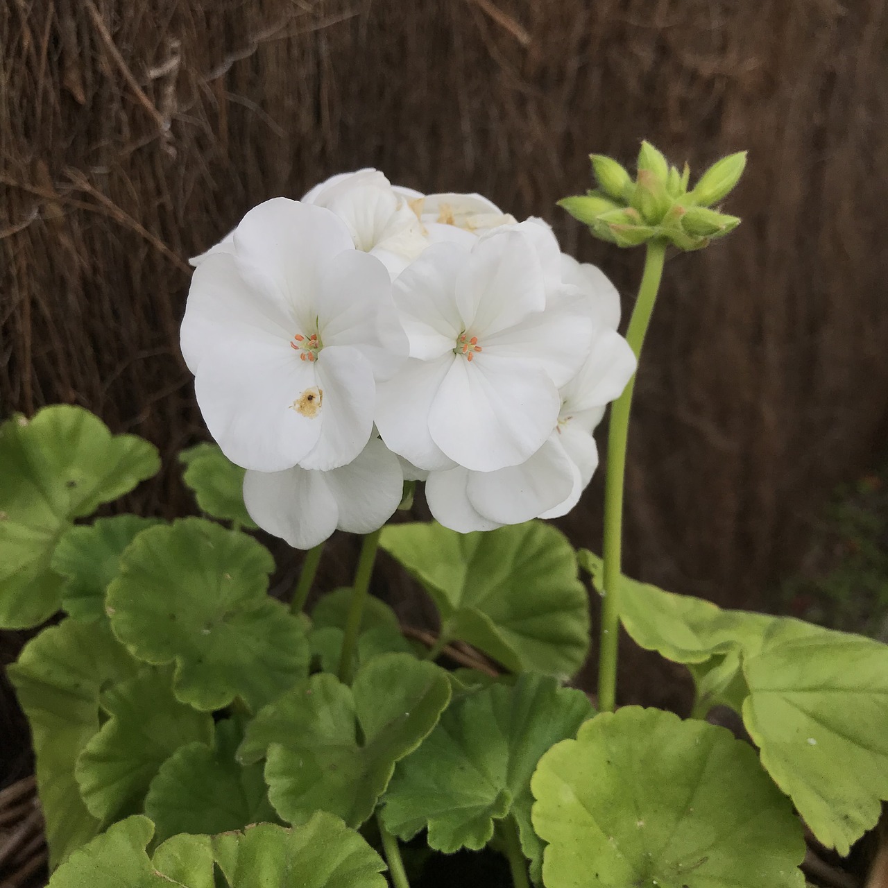 petals  plant  petal free photo