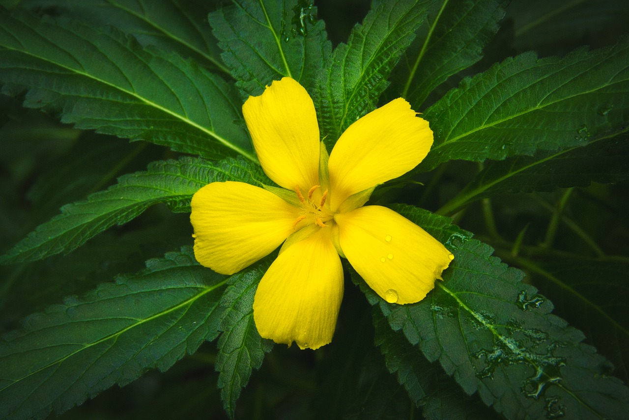 petals  yellow  blossom free photo