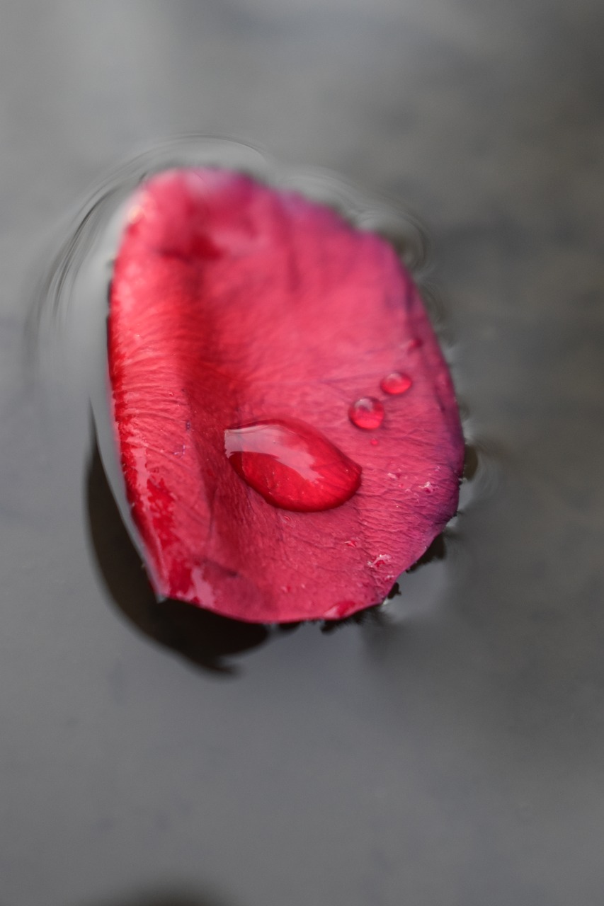 petals  red  water free photo