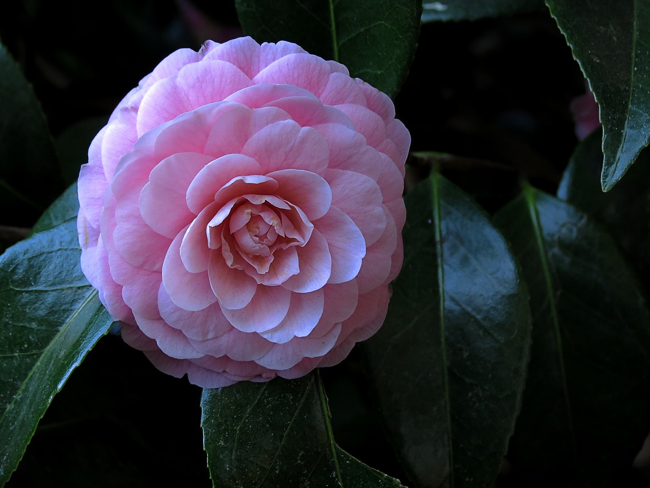 petals  rosa  botany free photo