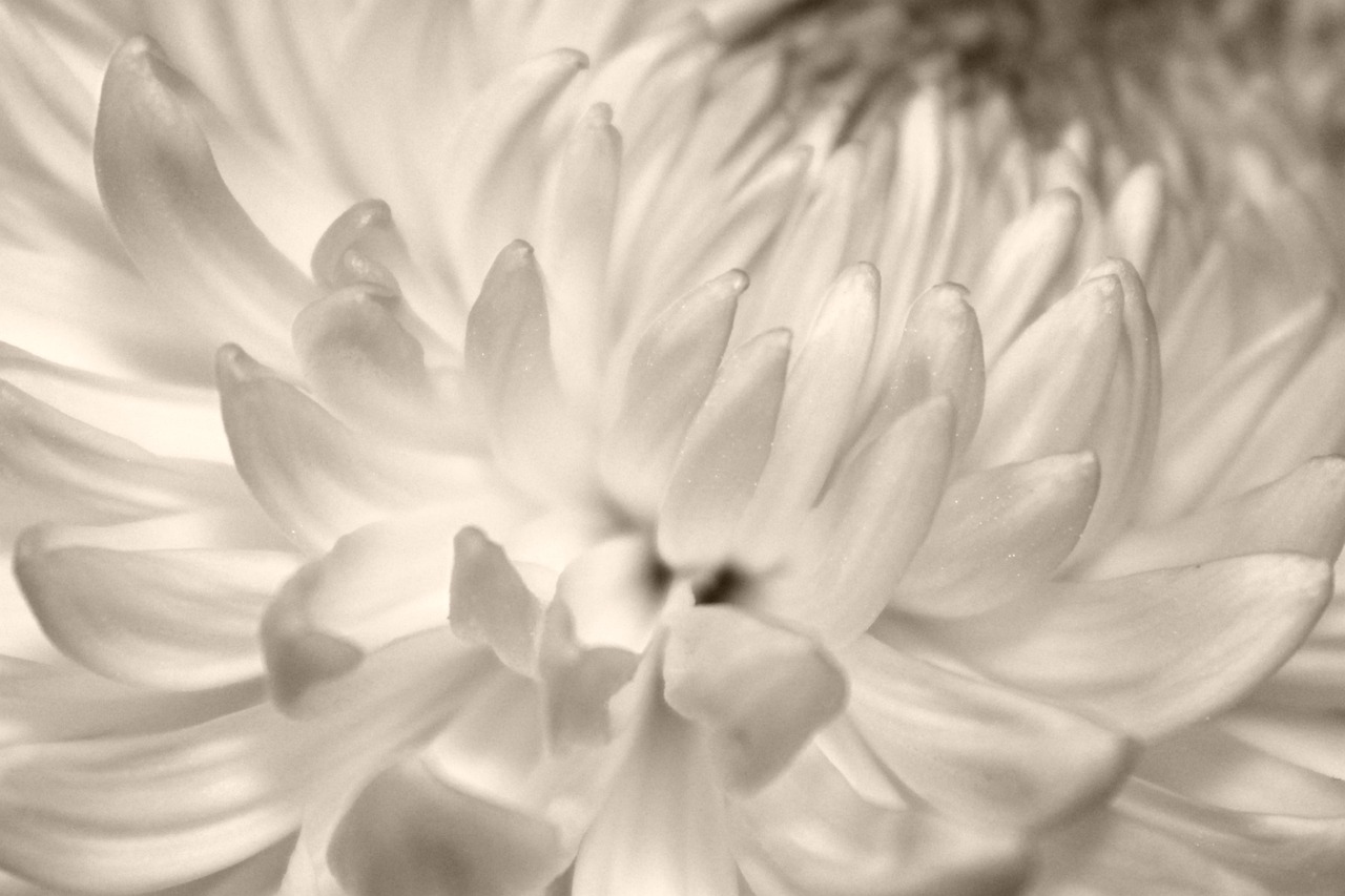 petals  chrysanthemum  flower free photo