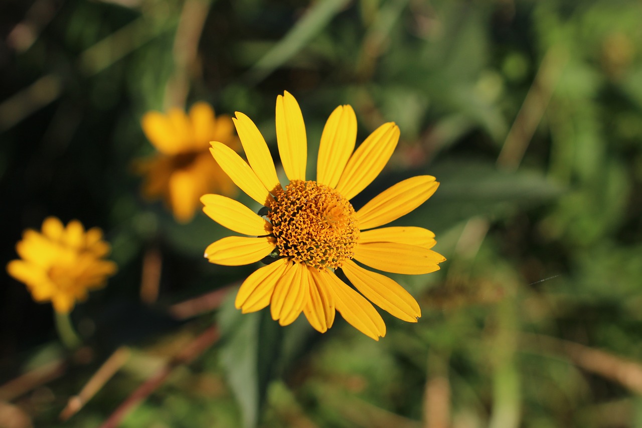 petals minnesota floral free photo