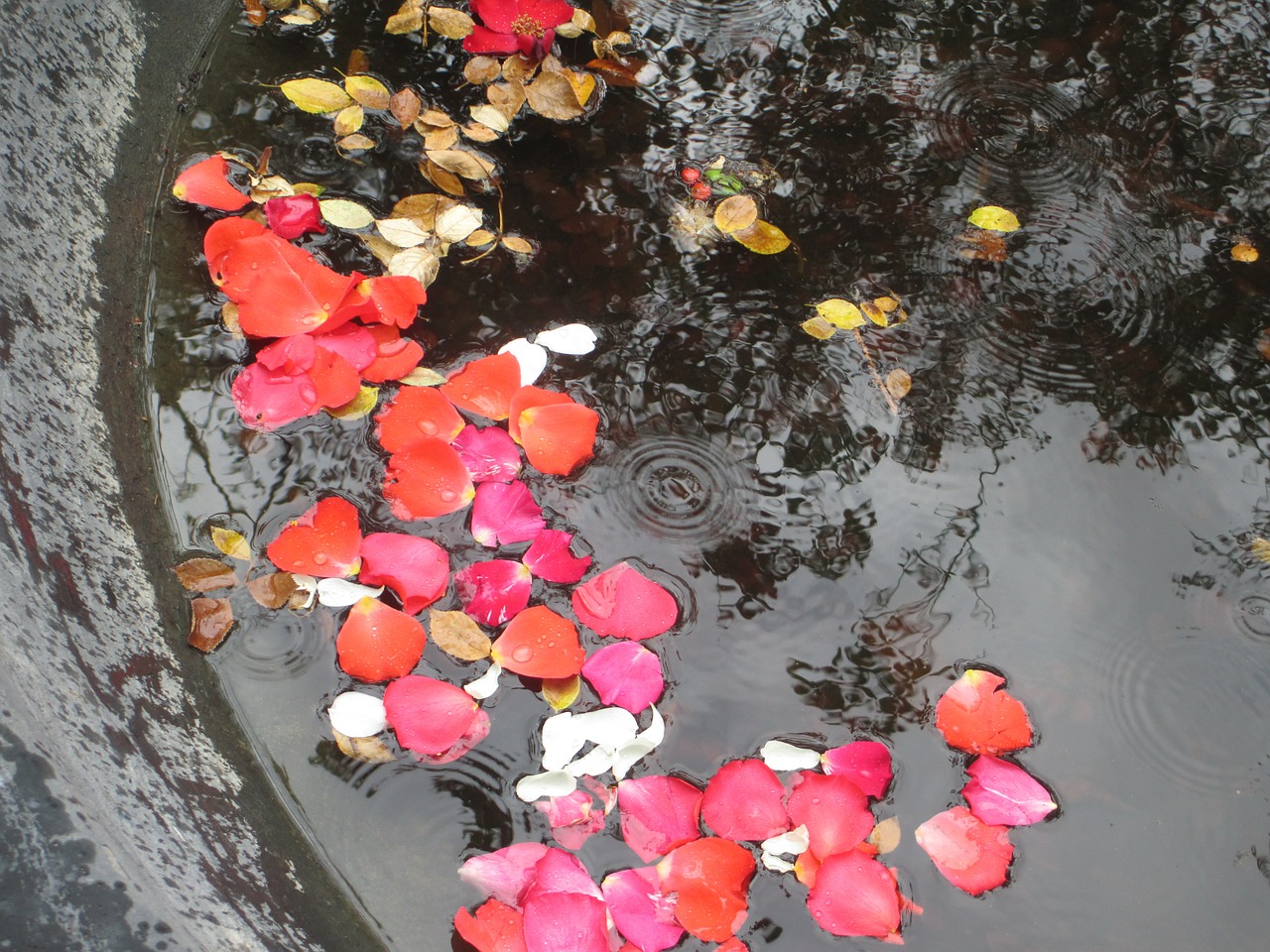 petals pond raindrops free photo