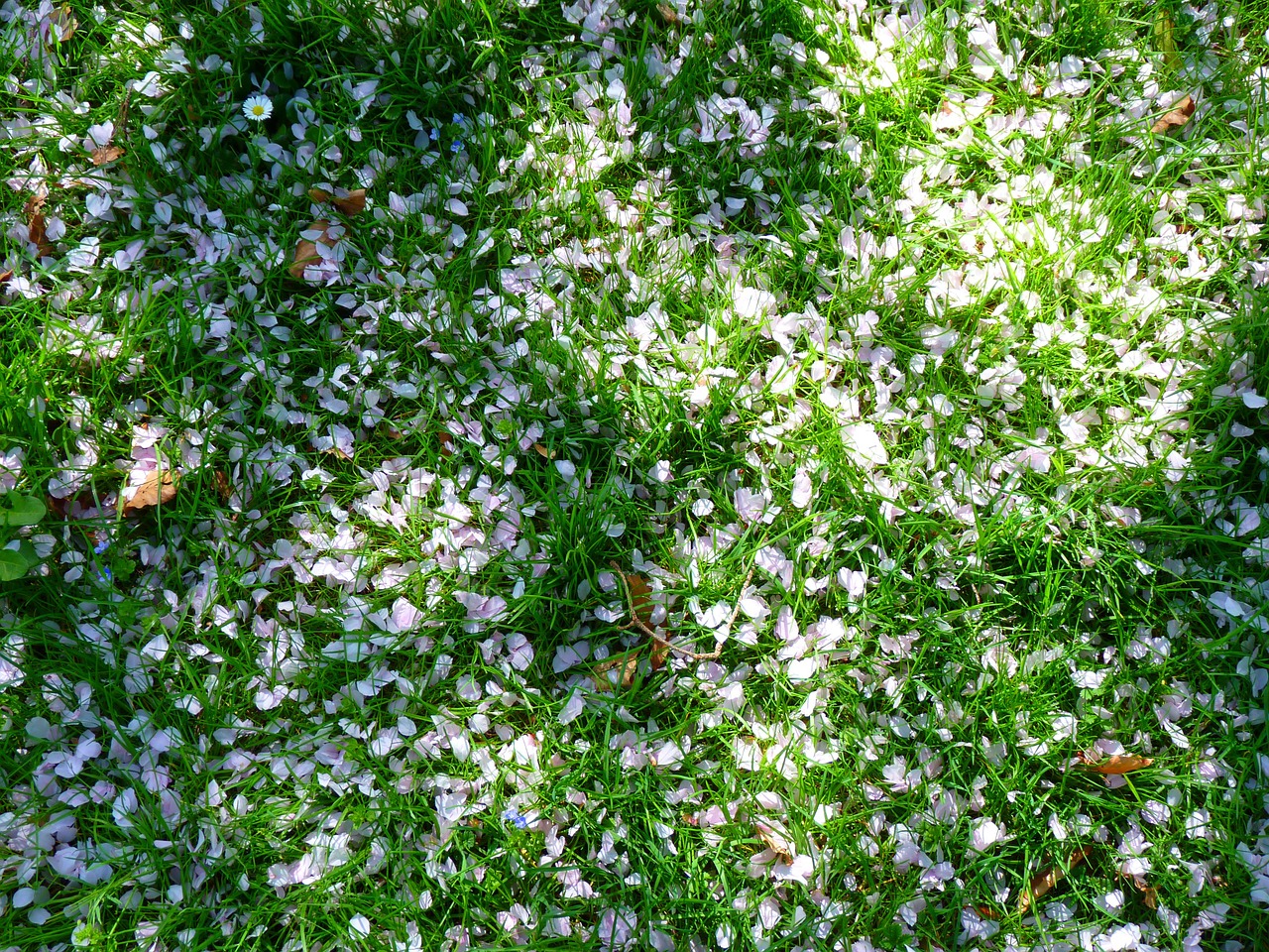 petals white meadow free photo