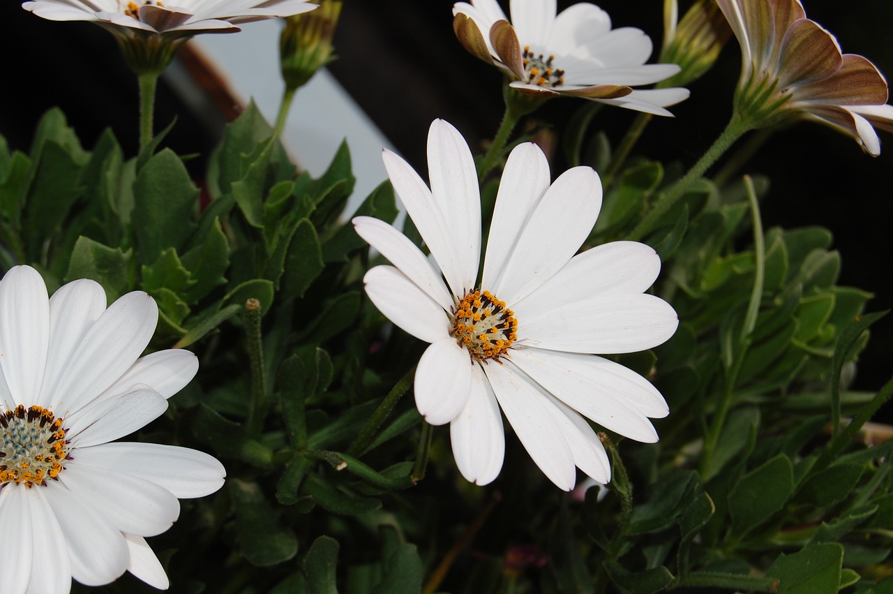 petals flowers flower free photo