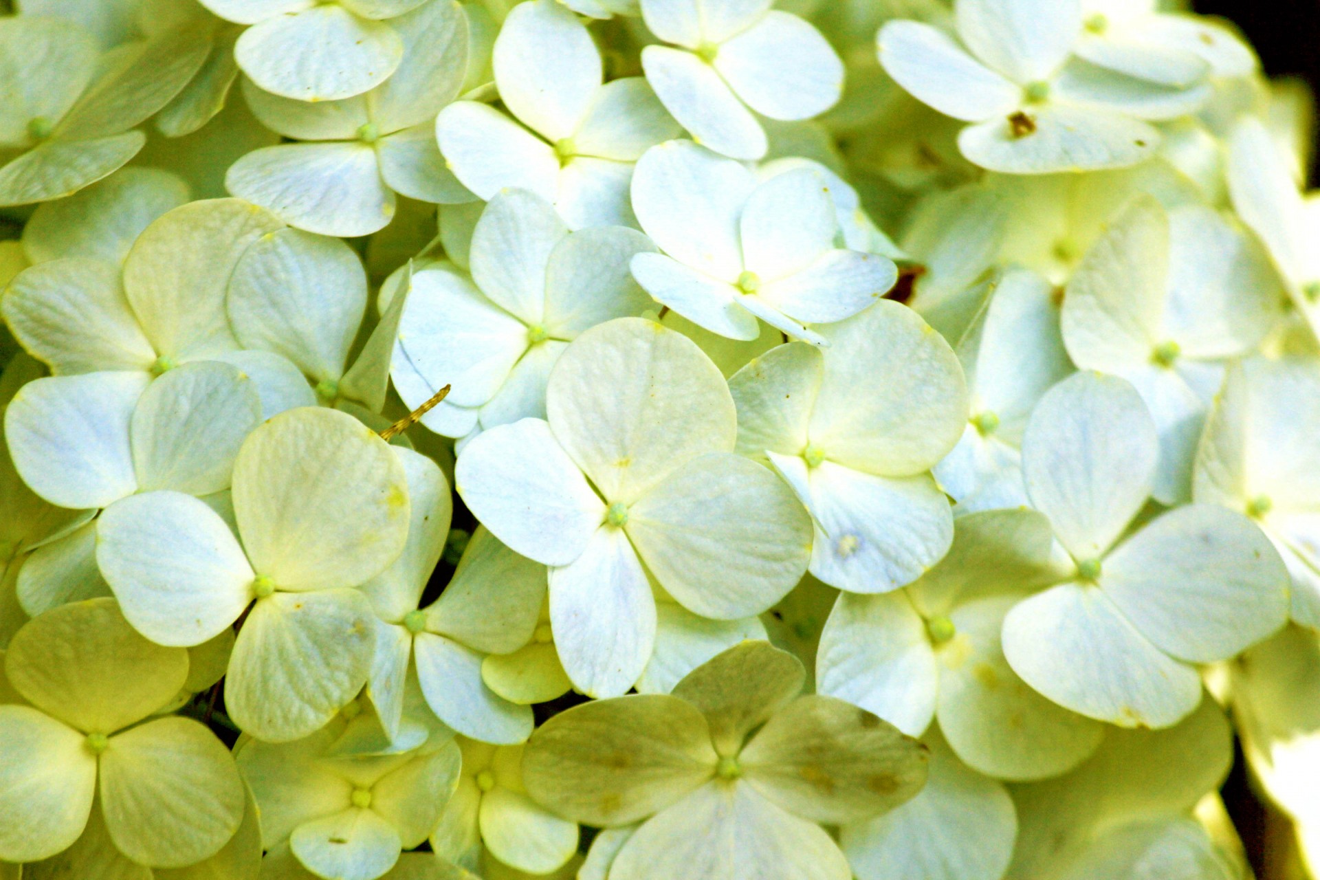 yellow petals background yellow petals free photo