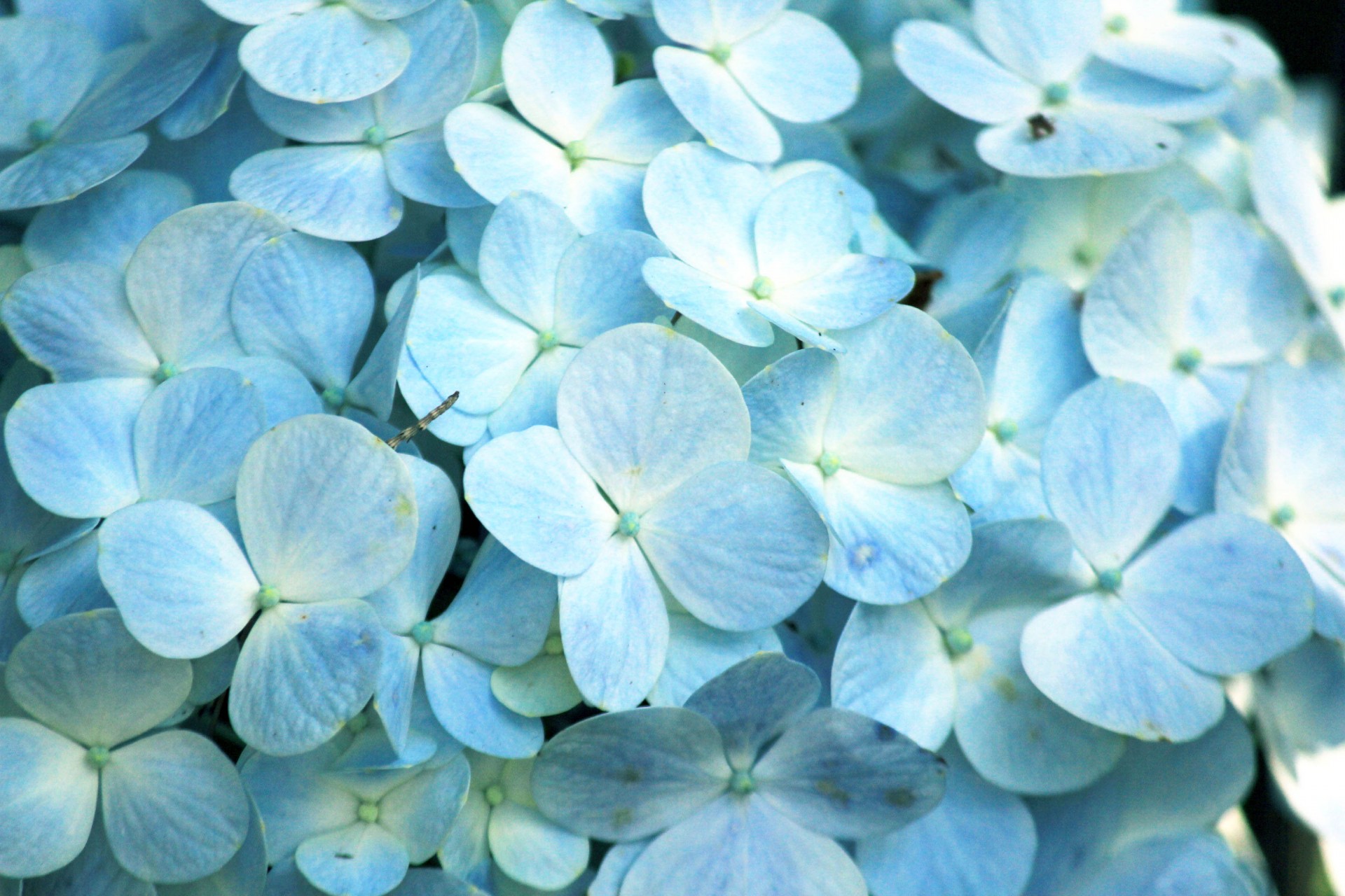 blue petals background blue petals free photo