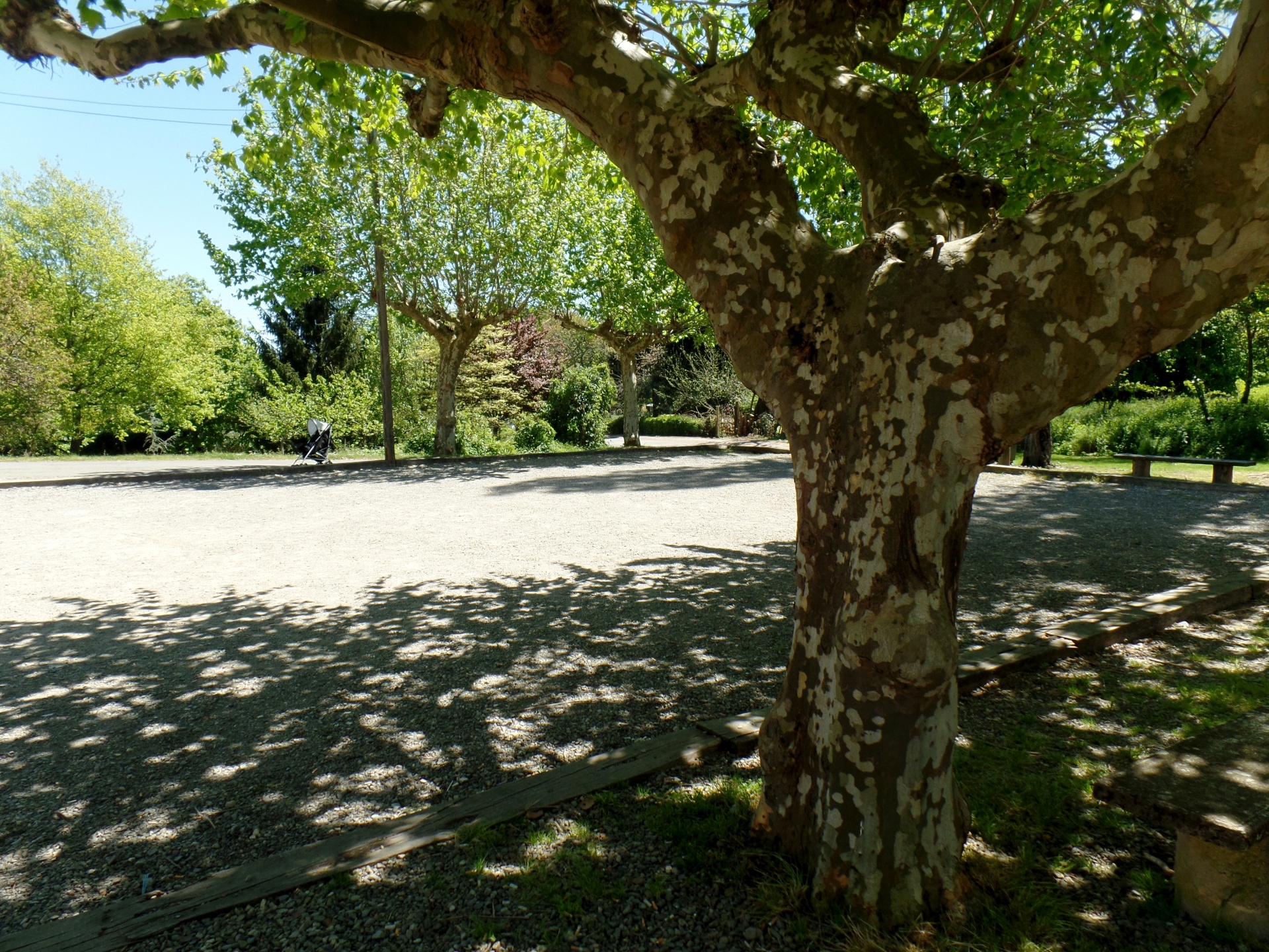 petanque rectangular pitch trees free photo