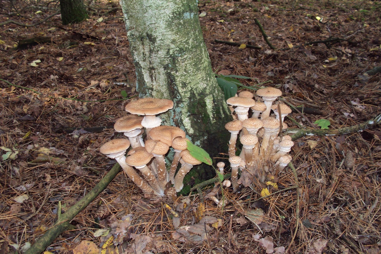 peter mushroom autumn free photo