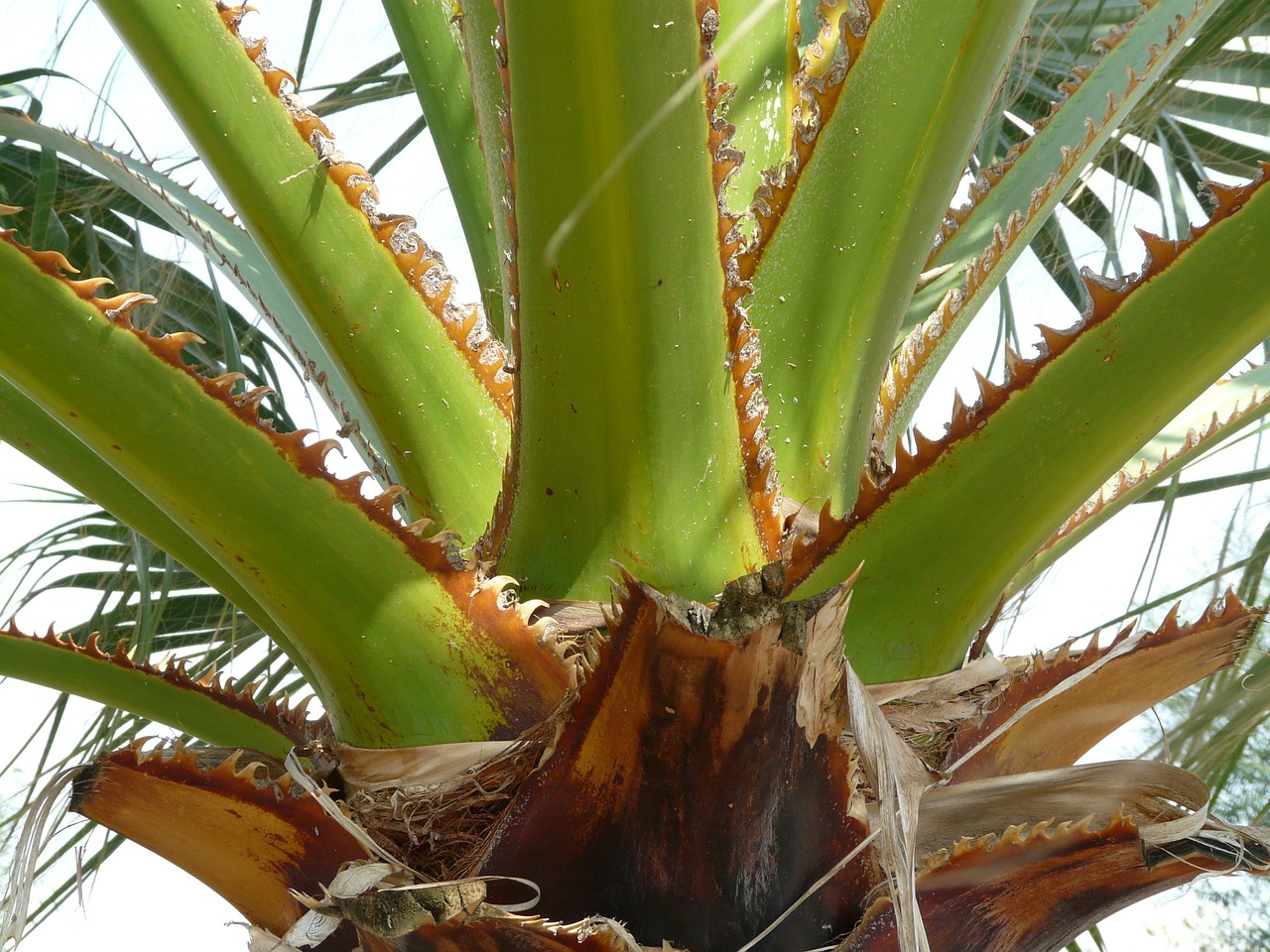 petioles palm spiny free photo