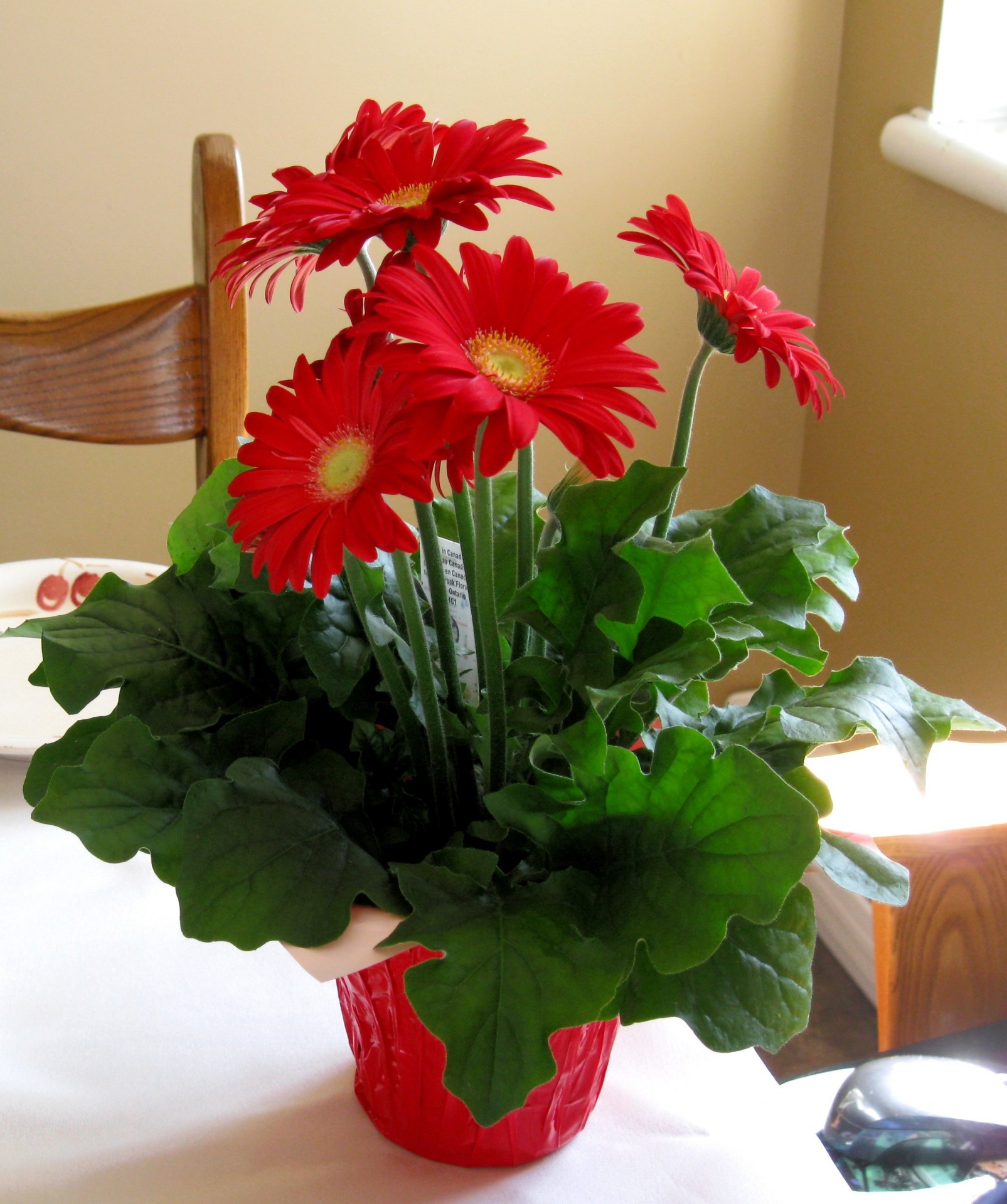 bouquet flowers small red bouquet free photo