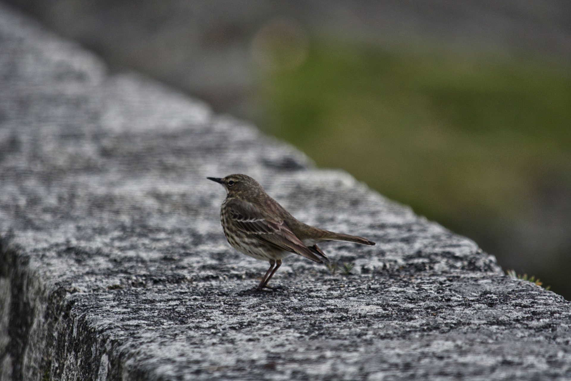 bird sparrow bird watching free photo