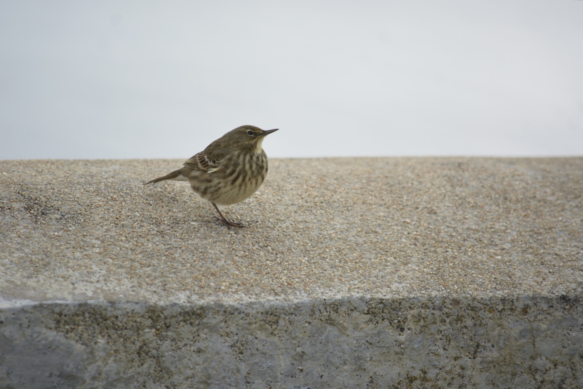 sparrow bird animal free photo