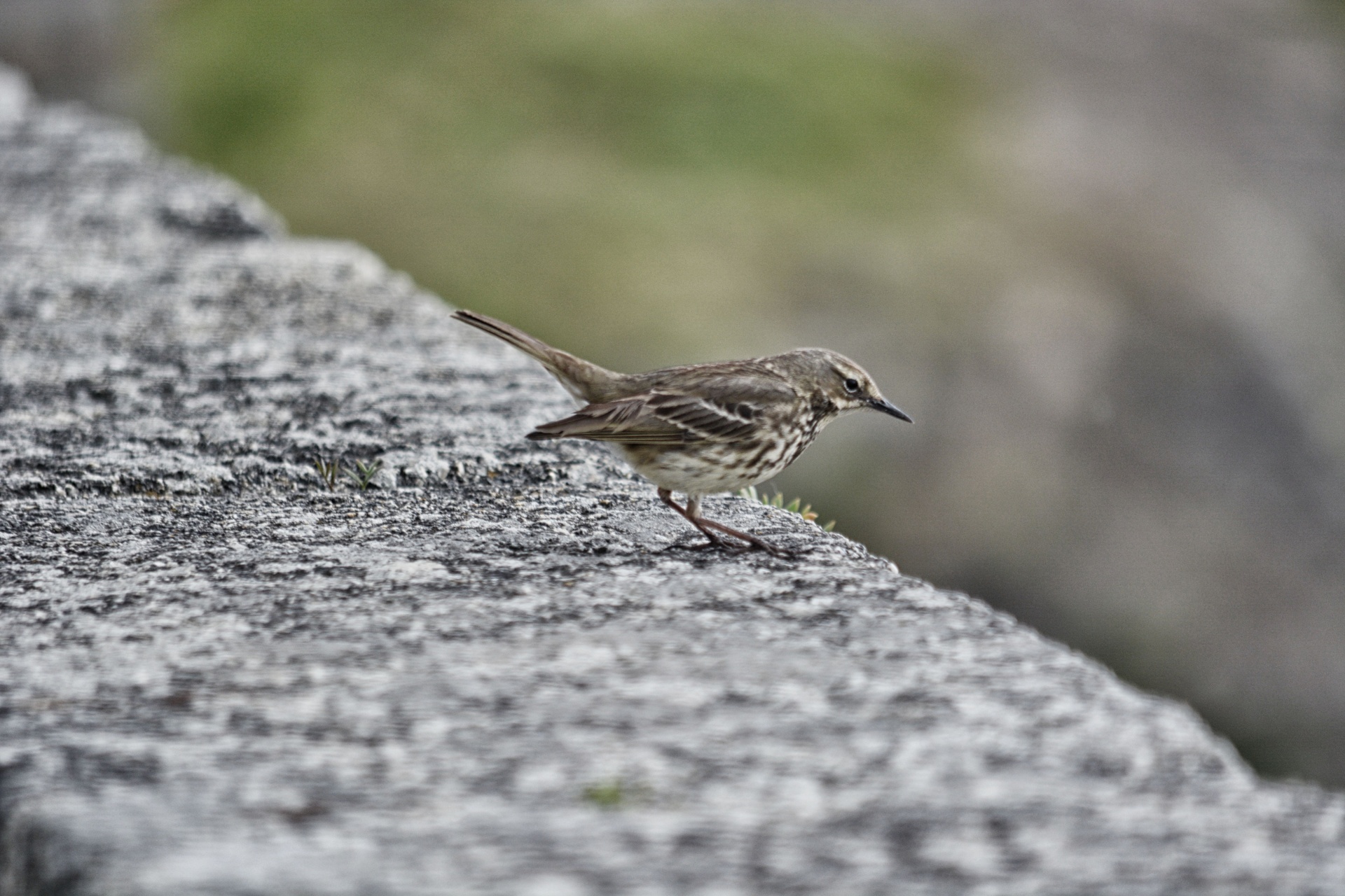 bird sparrow ornithology free photo