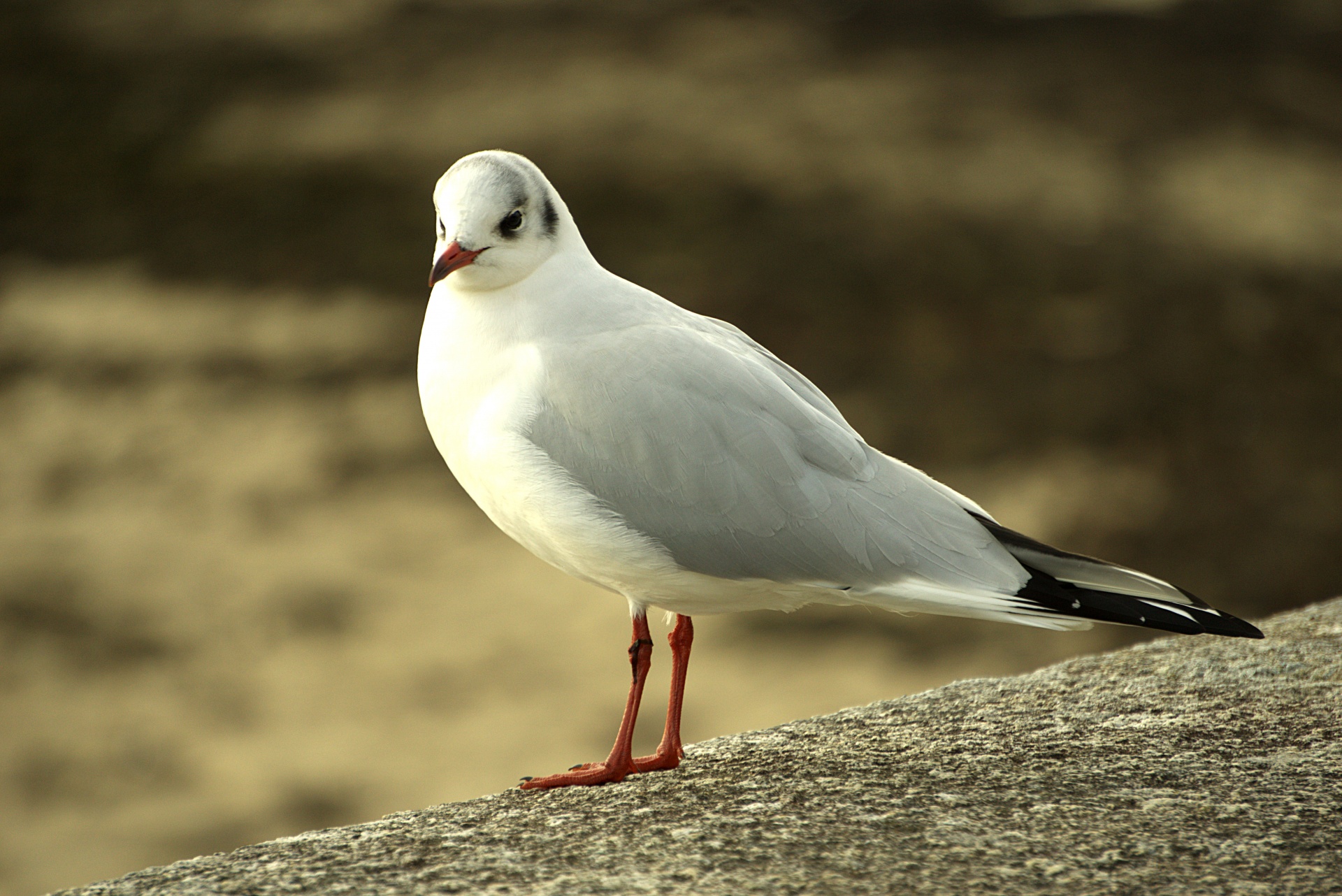 bird seagull gull free photo