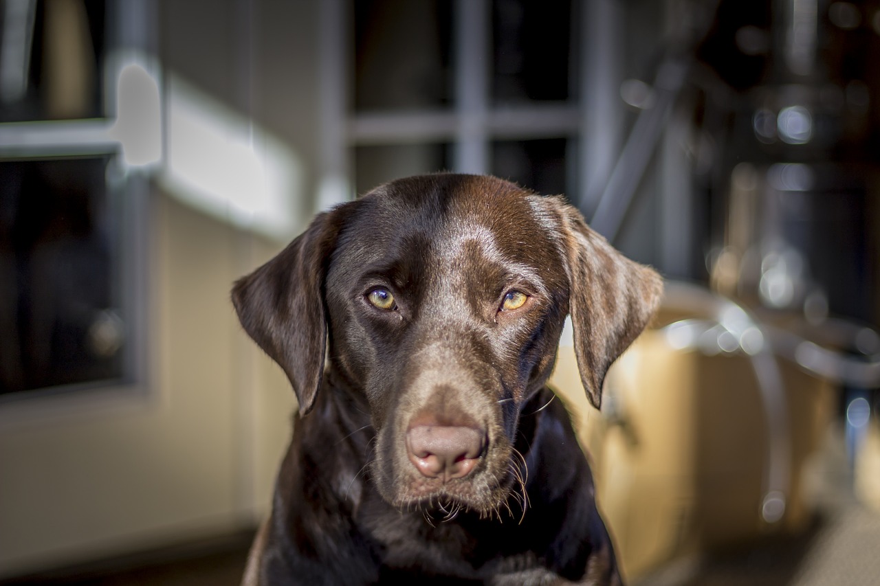 petography labrador chocolate fur free photo