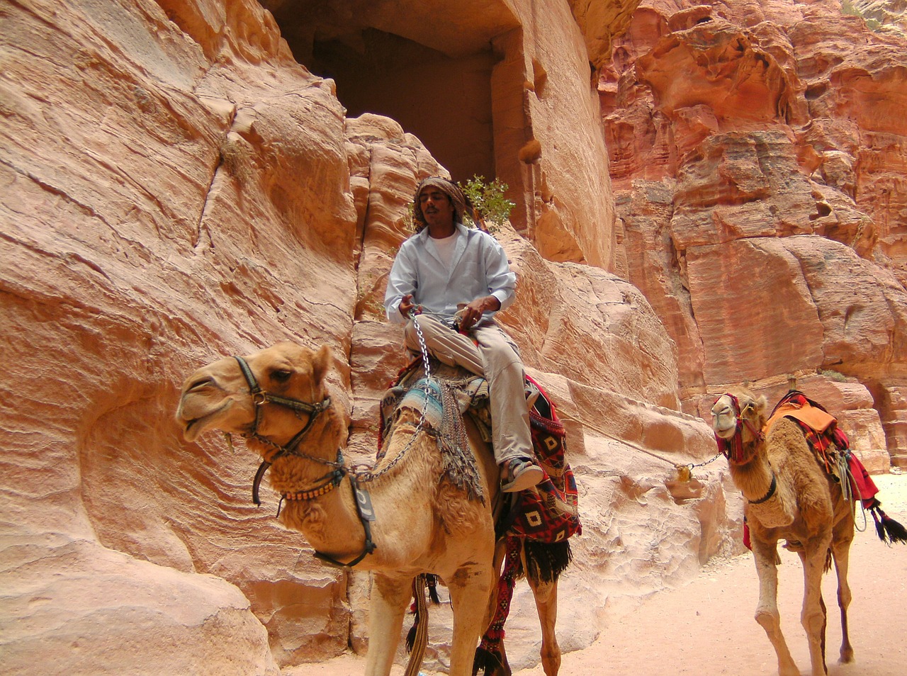 petra jordan camel free photo