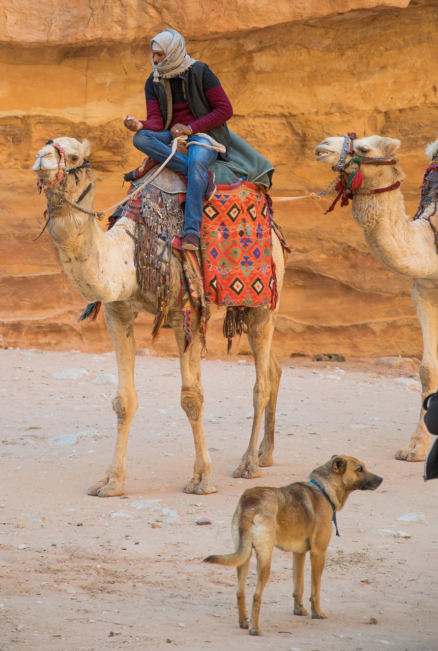 petra  dromedary  bedouin free photo