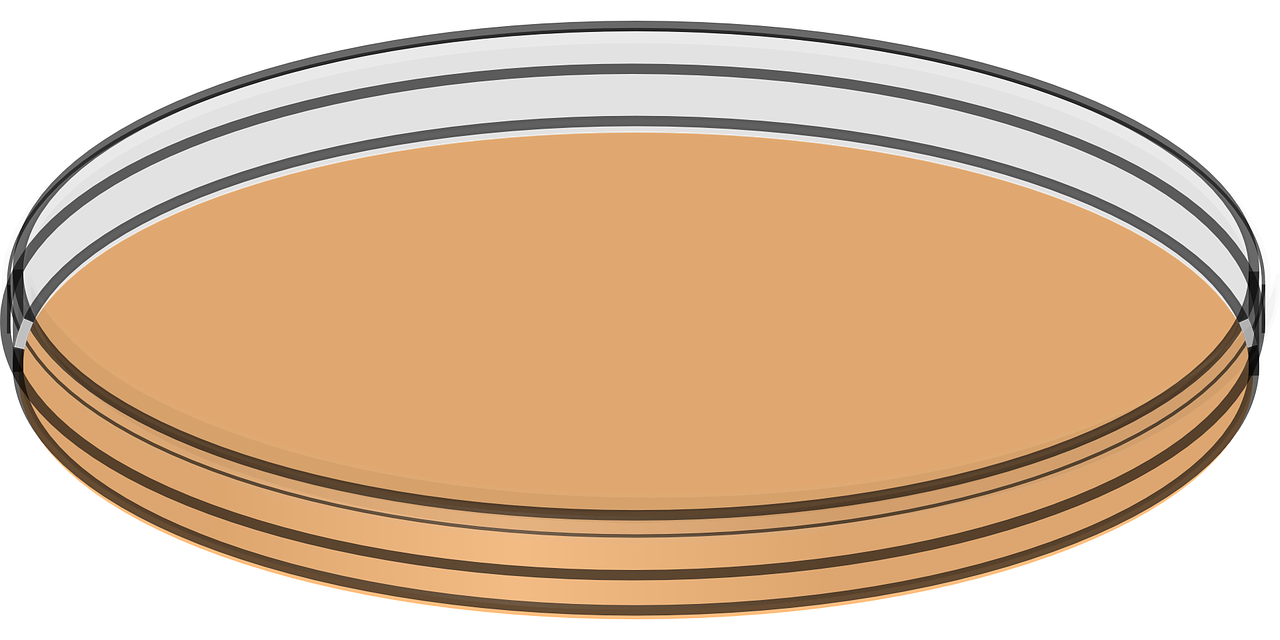 petri dish flat lab free photo